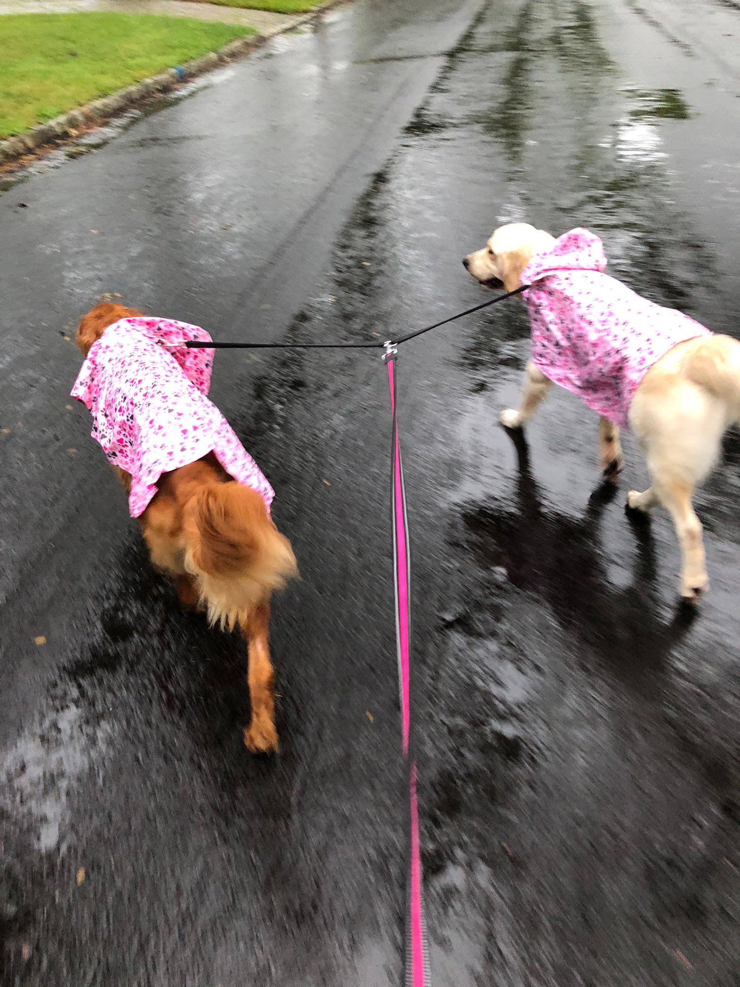 Only Pets Allowed Chatham