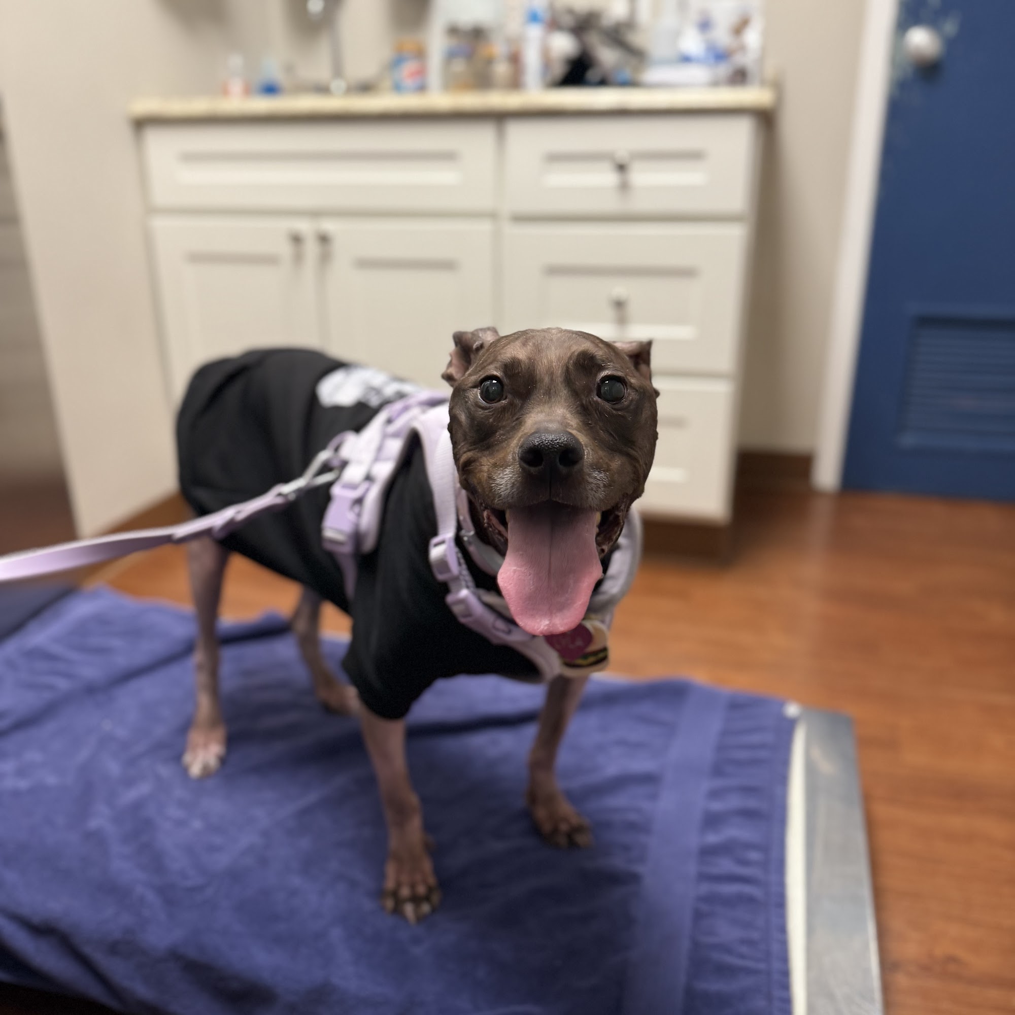 Cherry Hill Animal Hospital Cherry Hill