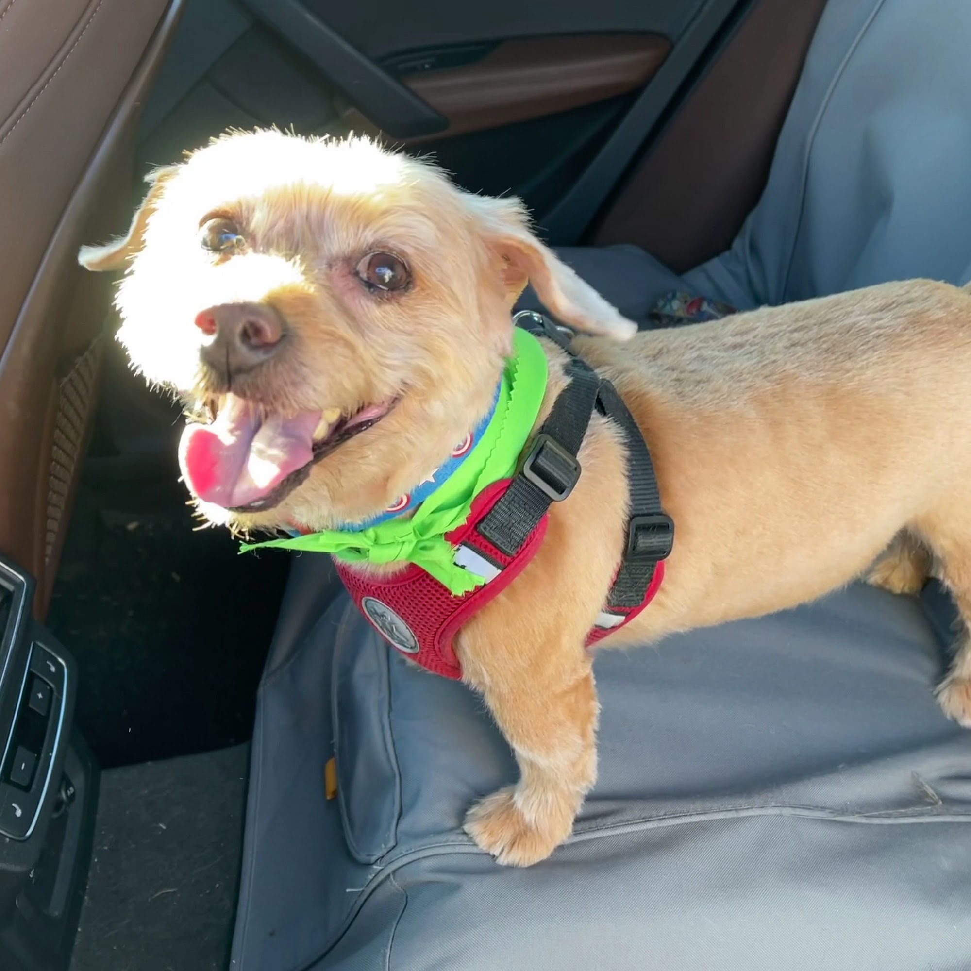 Pawllywood Grooming Cherry Hill Cherry Hill