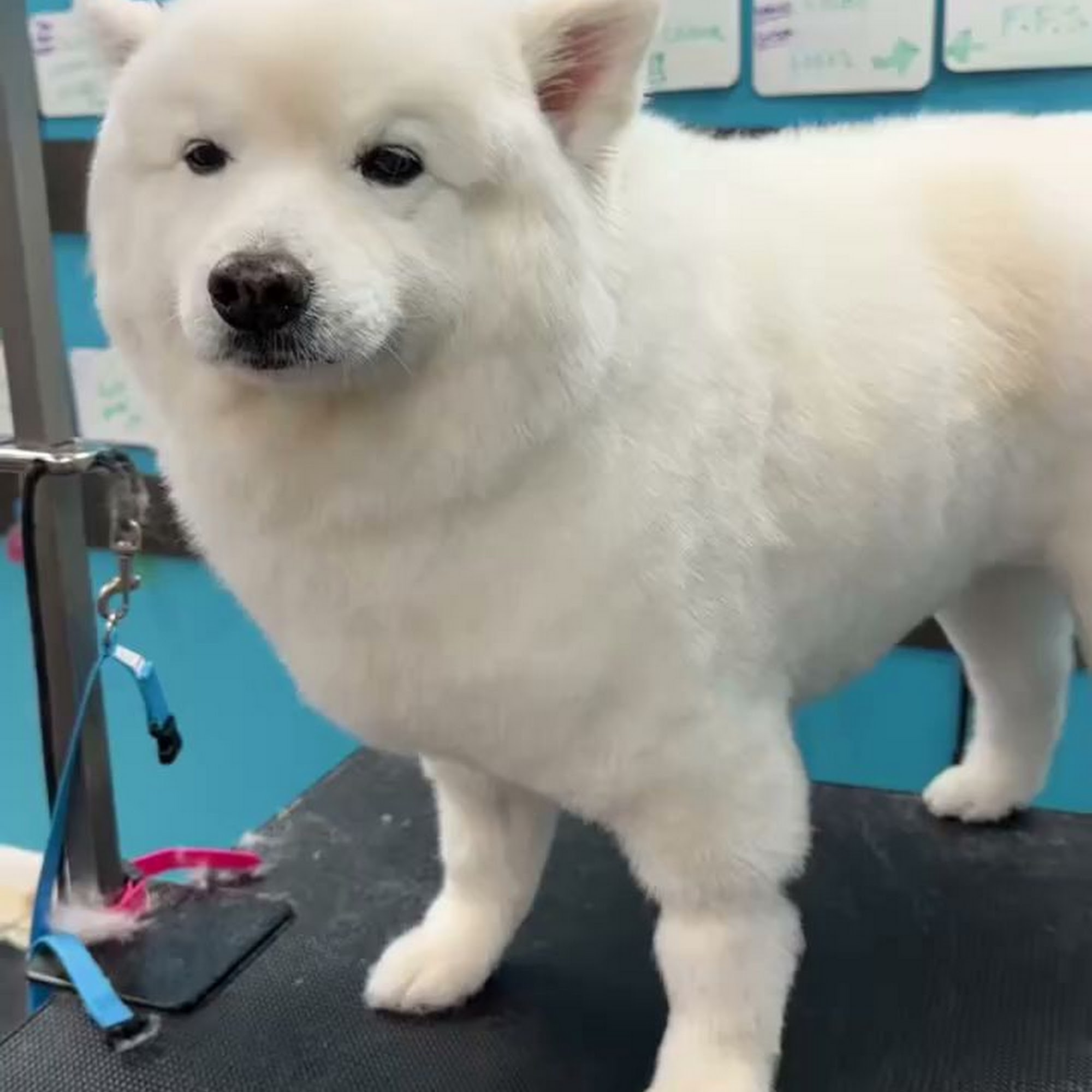 All Paws Rock, LLC Cherry Hill