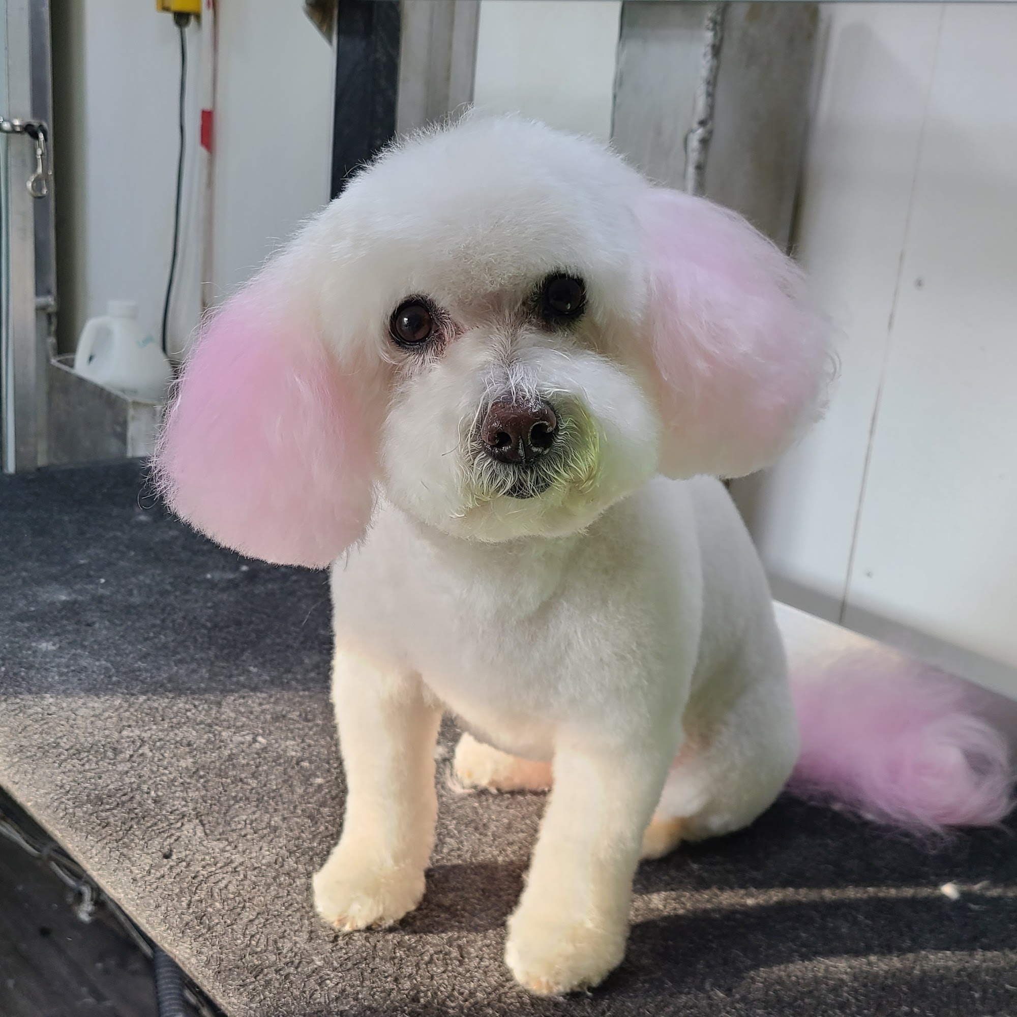 Fairy Tails Mobile Grooming LLC Cherry Hill