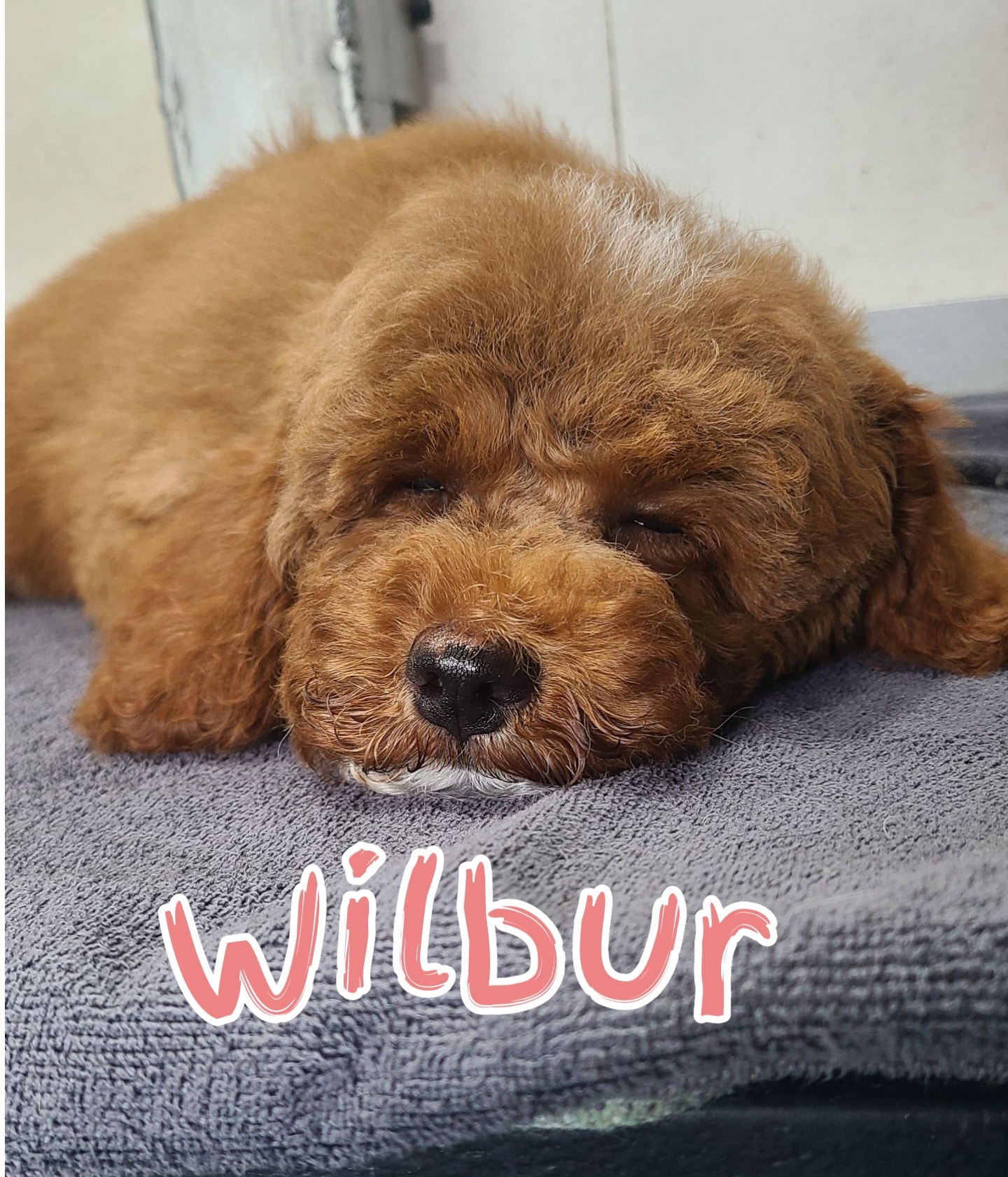 Fairy Tails Mobile Grooming LLC Cherry Hill