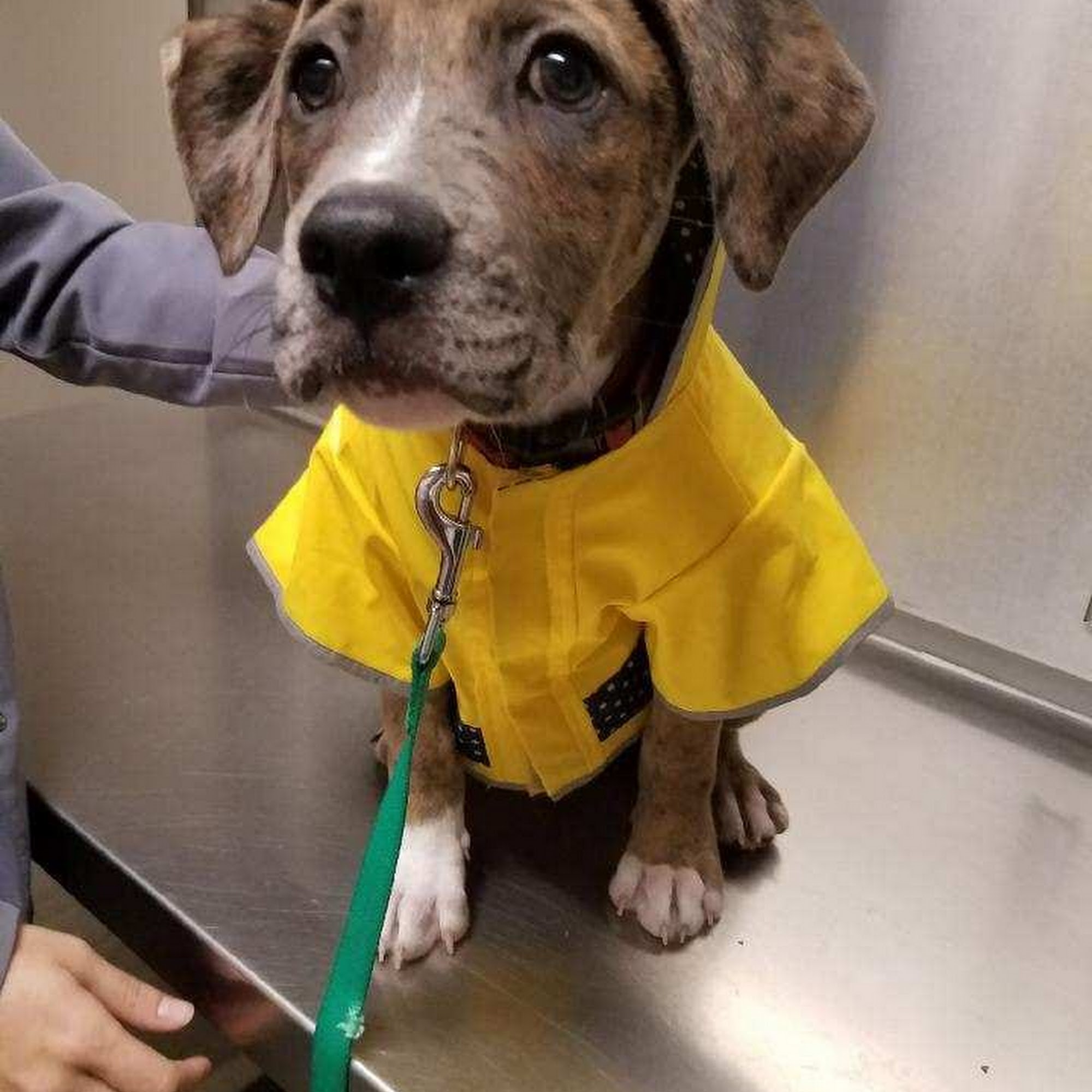 Black River Veterinary Hospital Chester