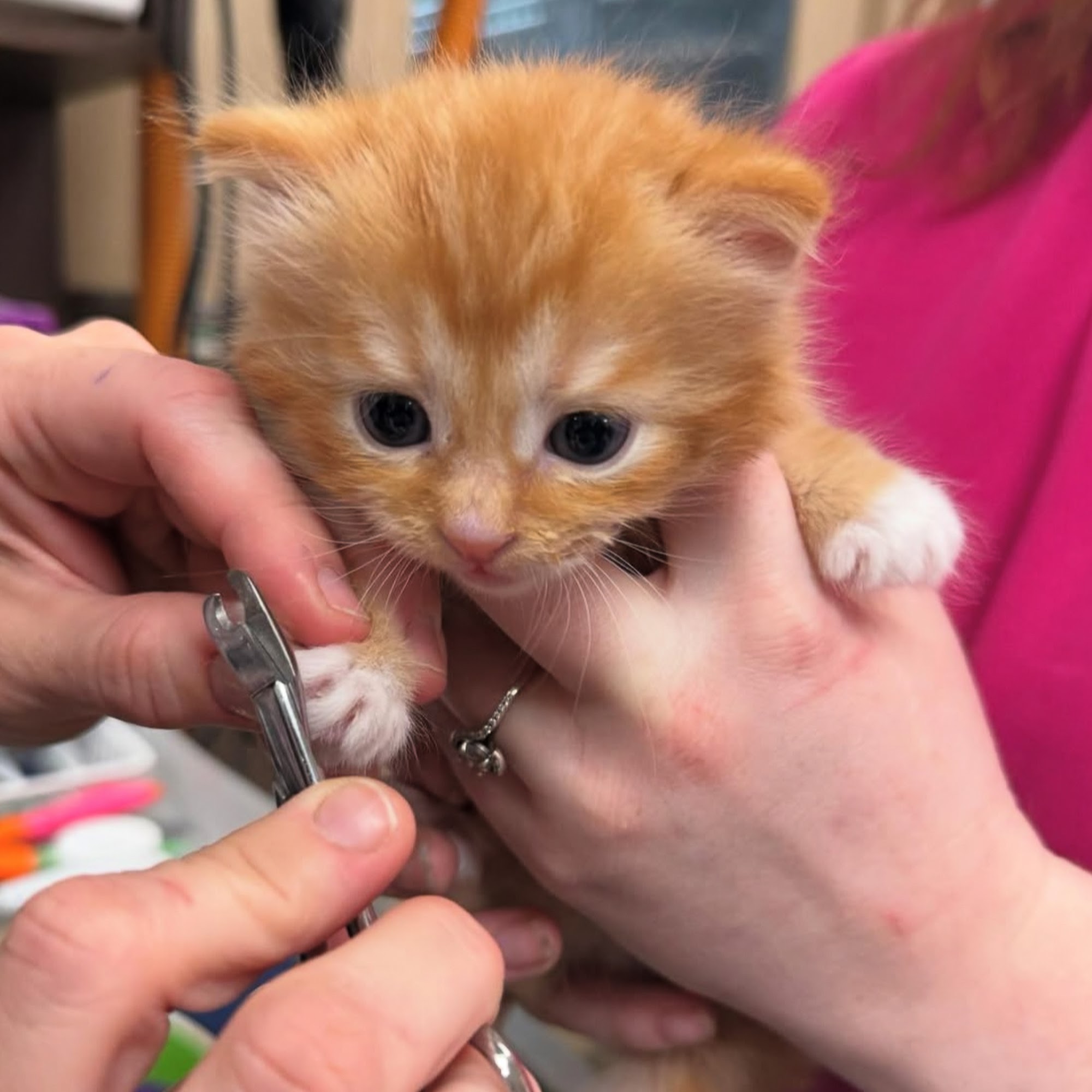 Lexington Animal Hospital Clark