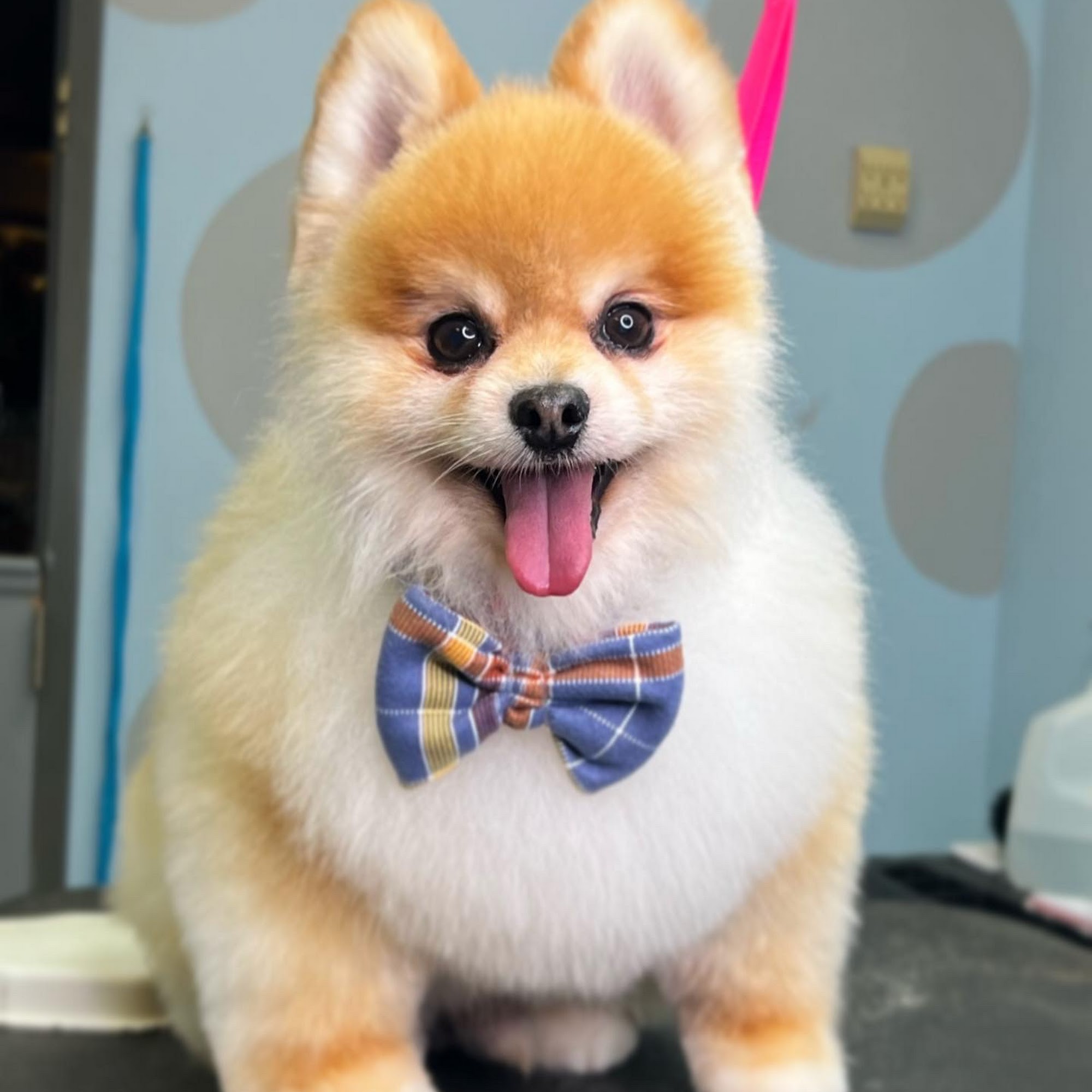 SOPHISTICATED POOCH Clark