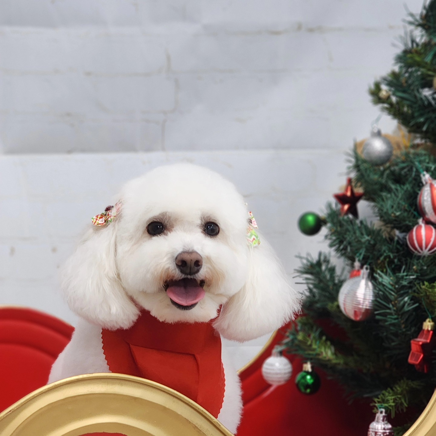 Pawpular Pet Pawlour Clark