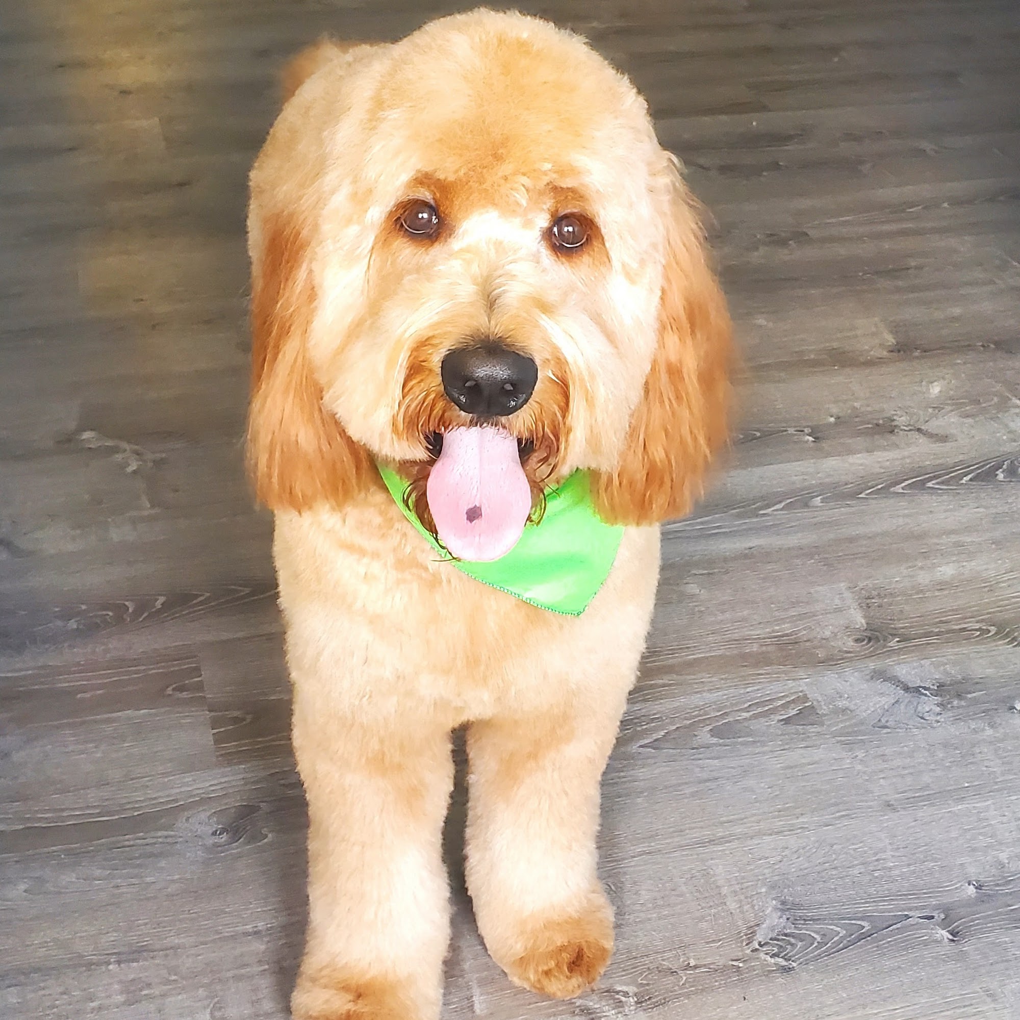 Pawpular Pet Pawlour Clark