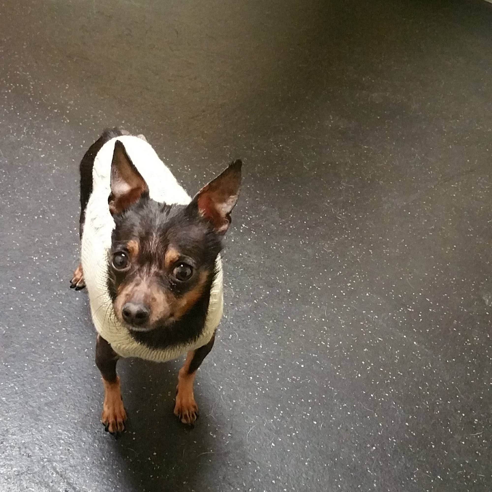 Clayton Veterinary Associates Clayton