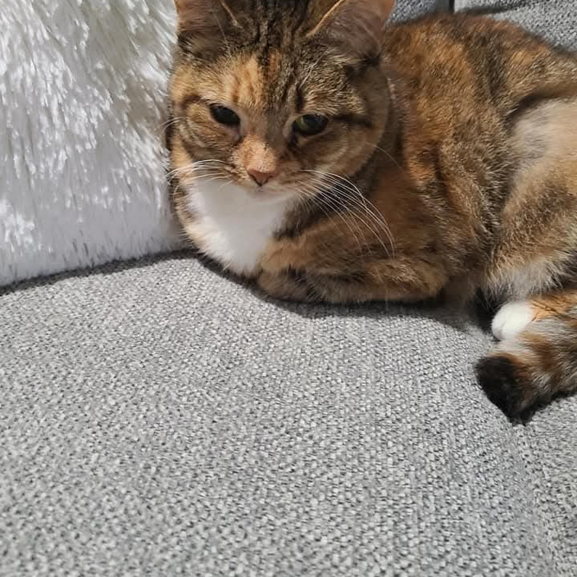 Clementon Animal Hospital Clementon