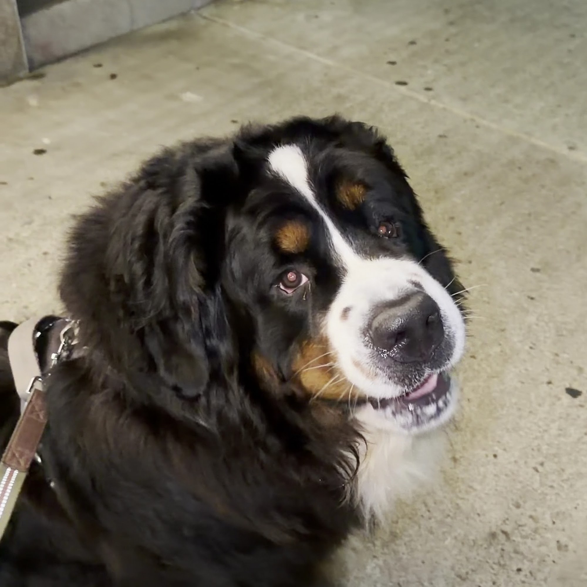 Animal Paradise Hospital Cliffside Park