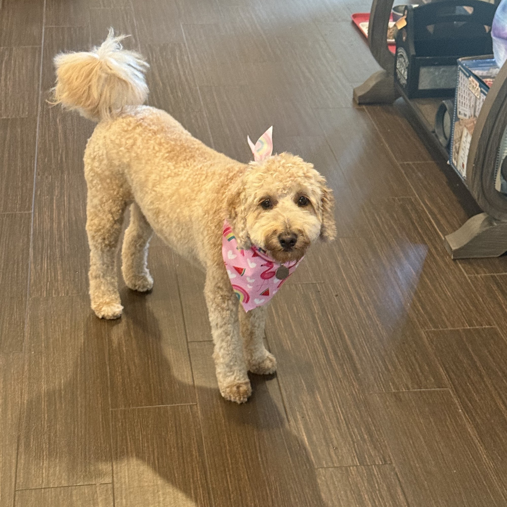 Groom & Goods – Dog Grooming & Pet Supply | Cliffside Park 678 Anderson Ave, Cliffside Park New Jersey 07010