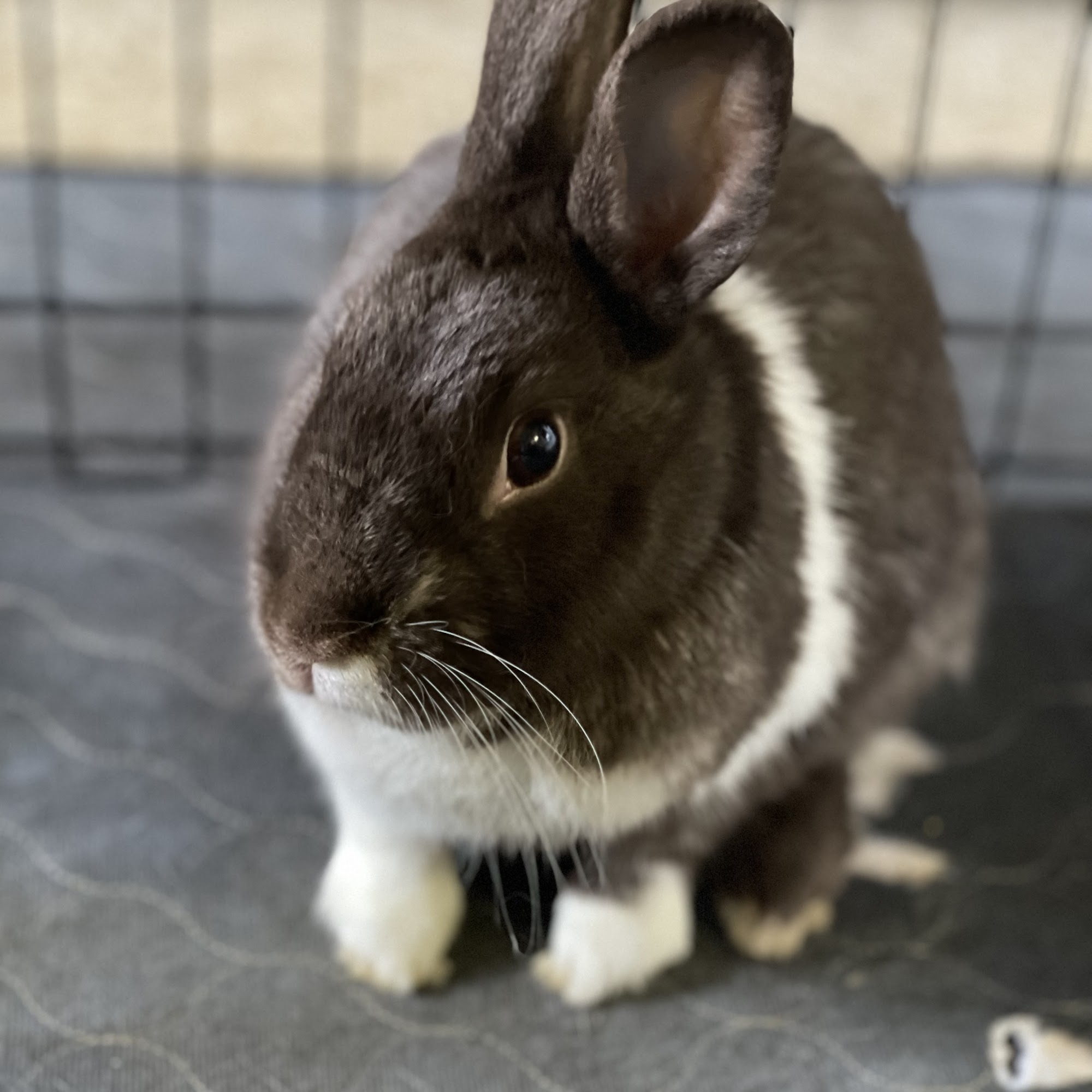 Veterinary Healthcare Center Of Clifton Inc Clifton