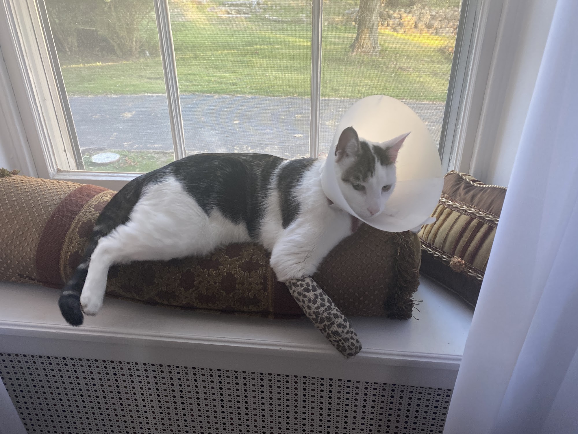 Foster Animal Hospital Clifton