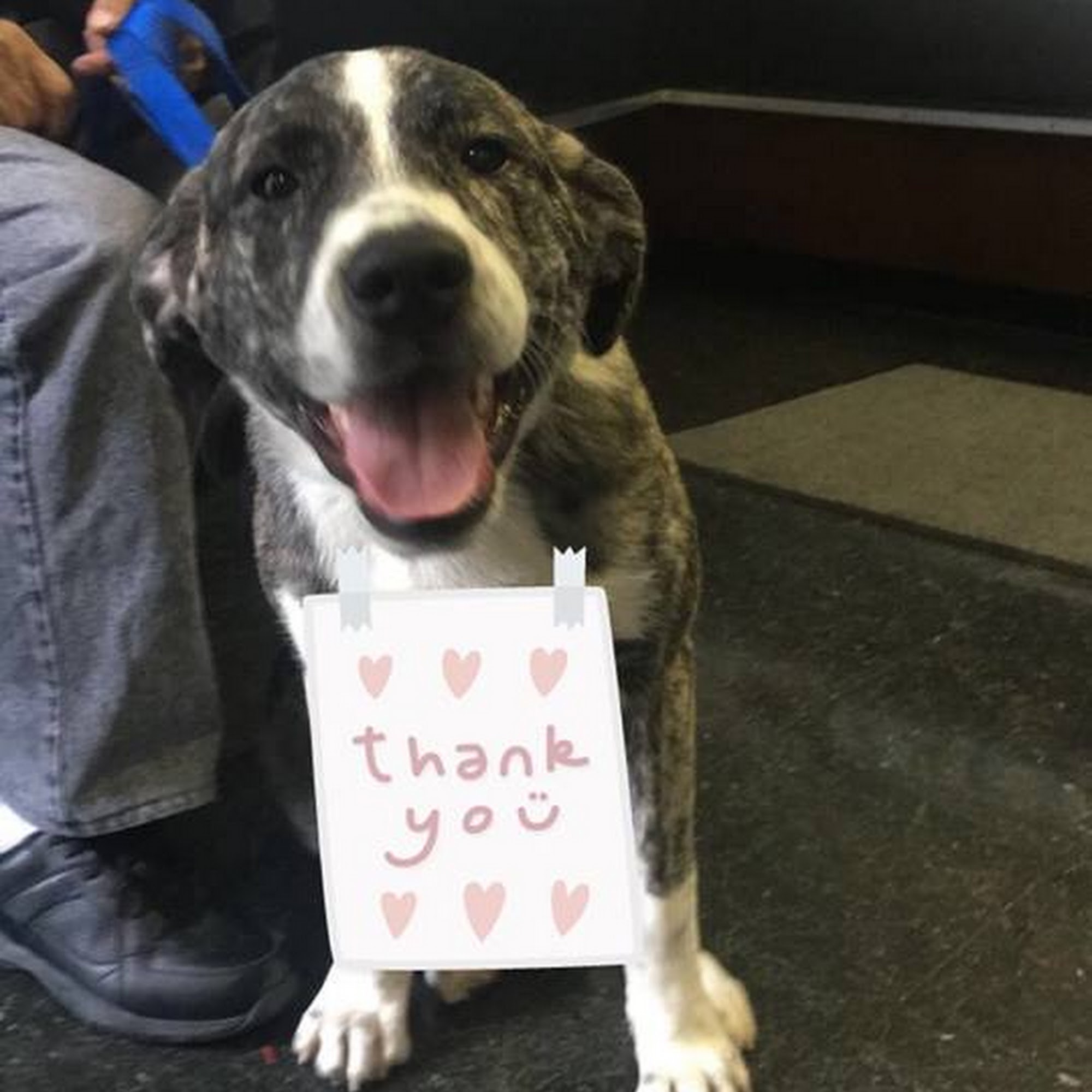 Clifton Dog & Cat Hospital Clifton