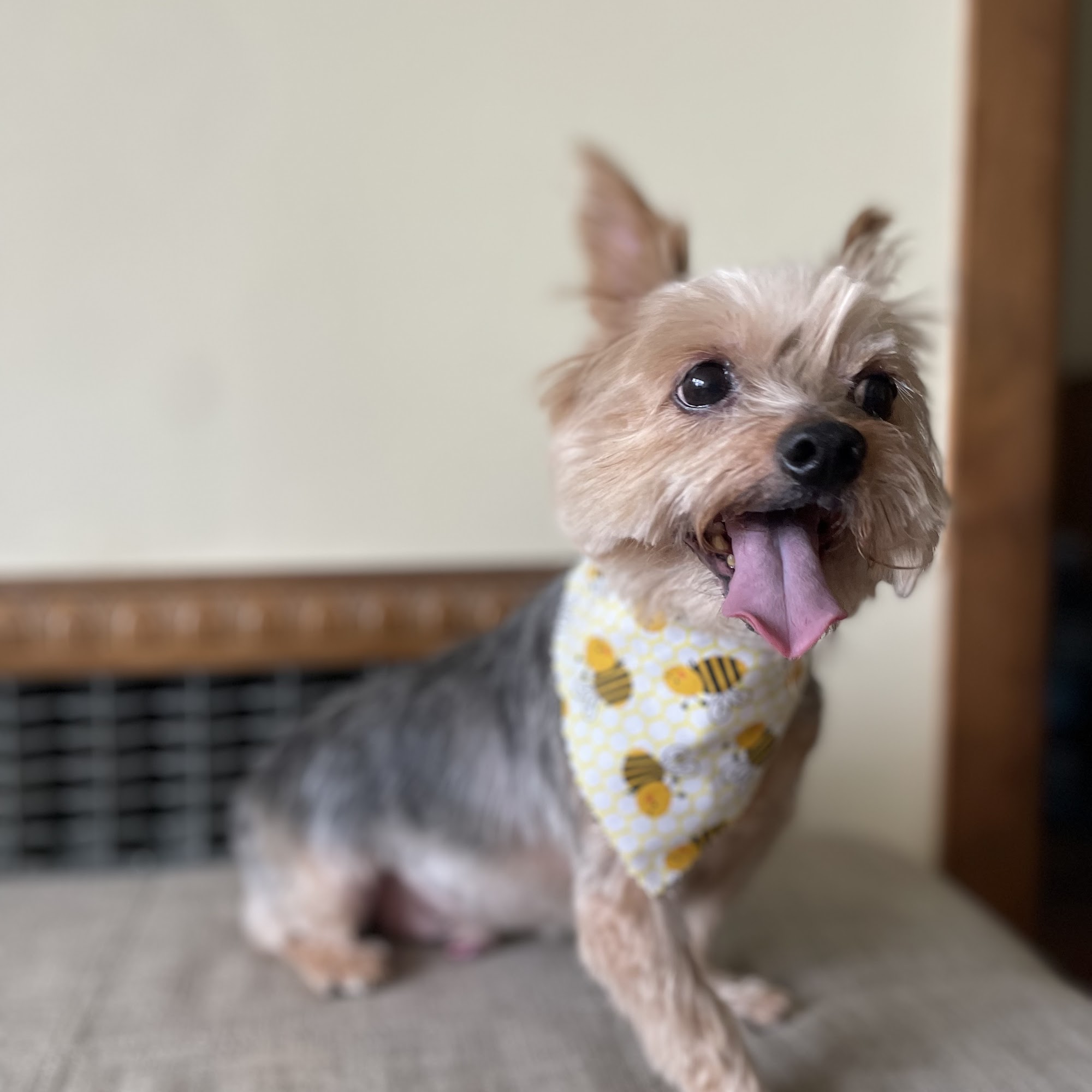 Furrs N' Purrs Clifton