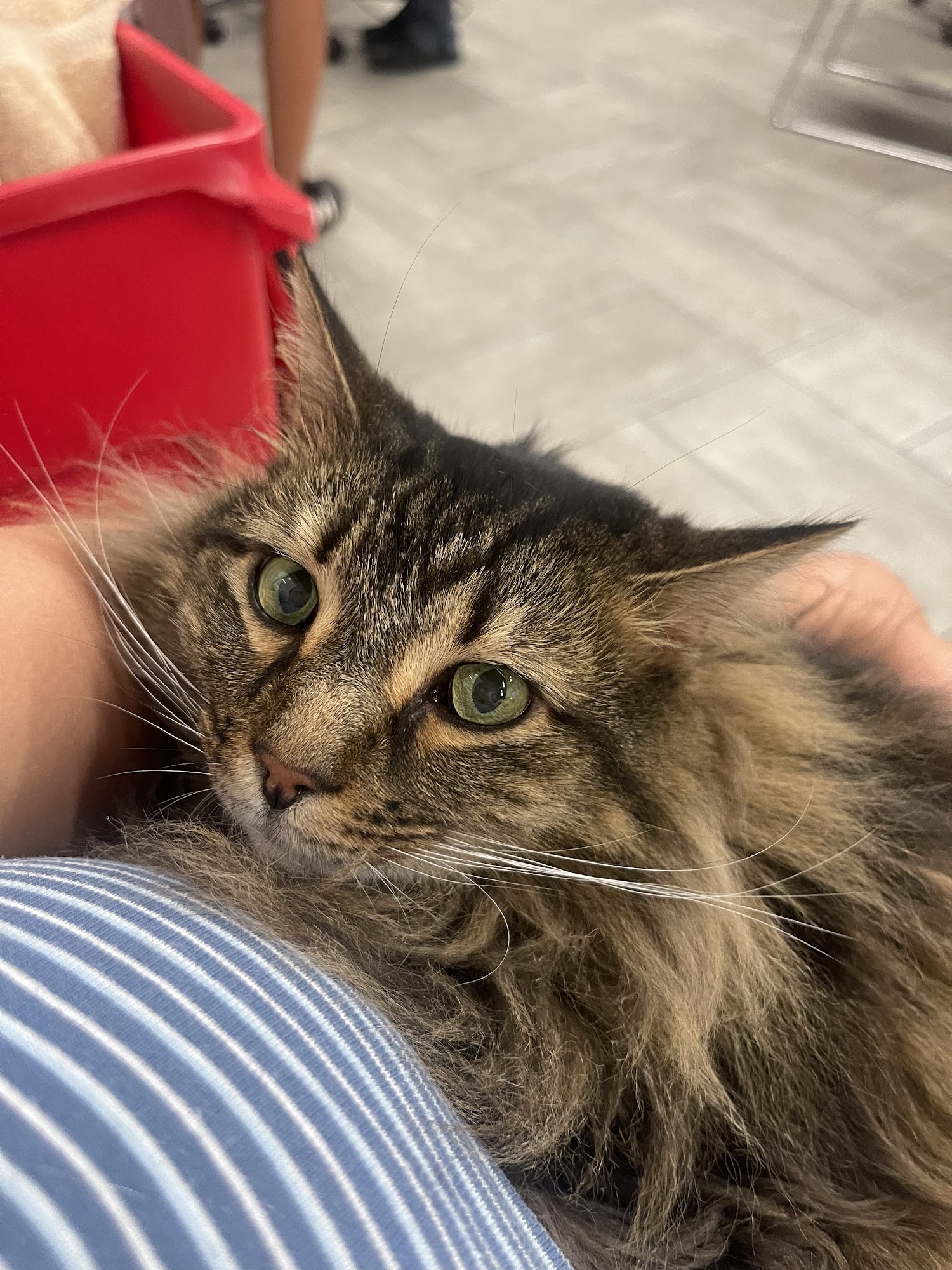 Veterinary Emergency Group Clifton