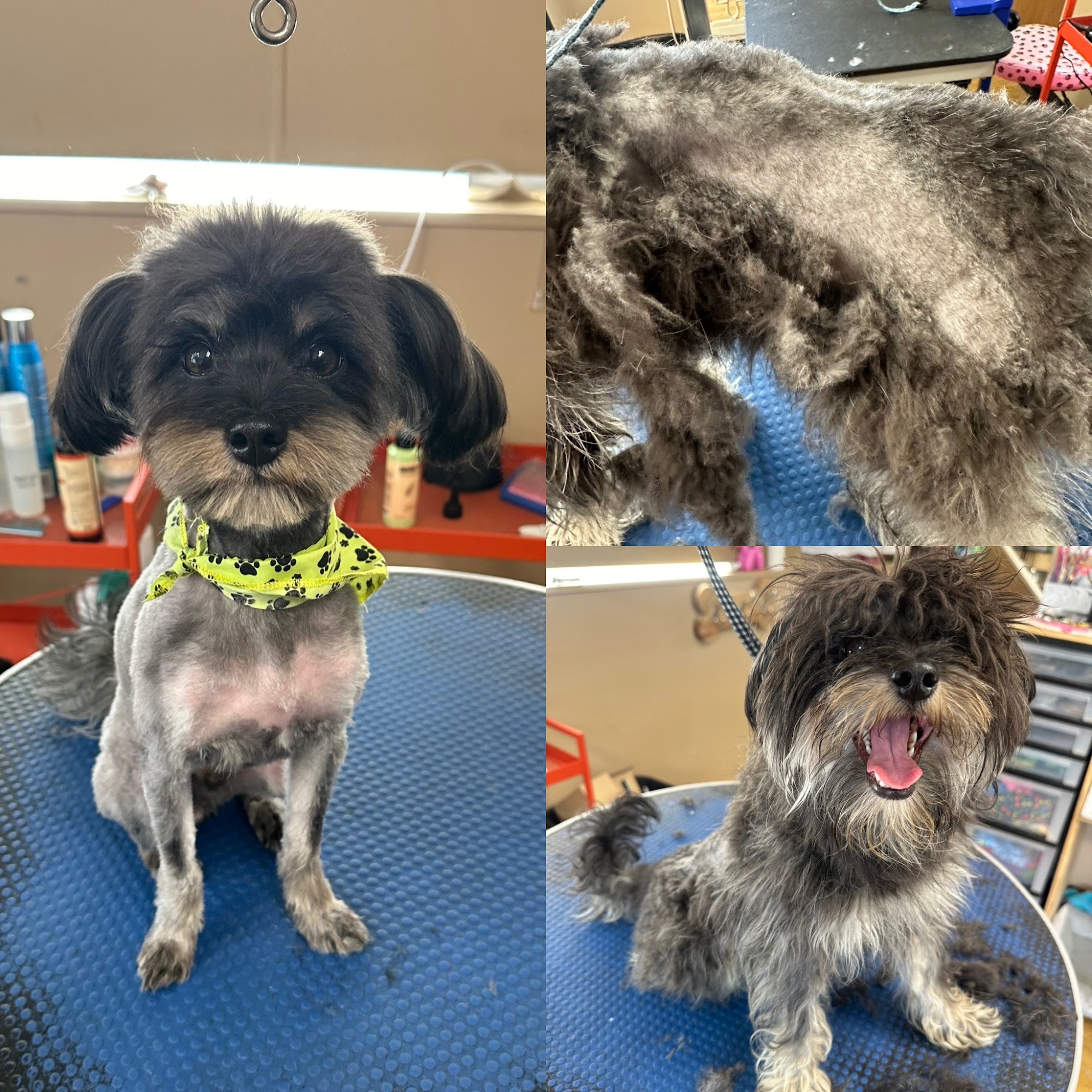 Bows N Paws Pet Studio Clifton