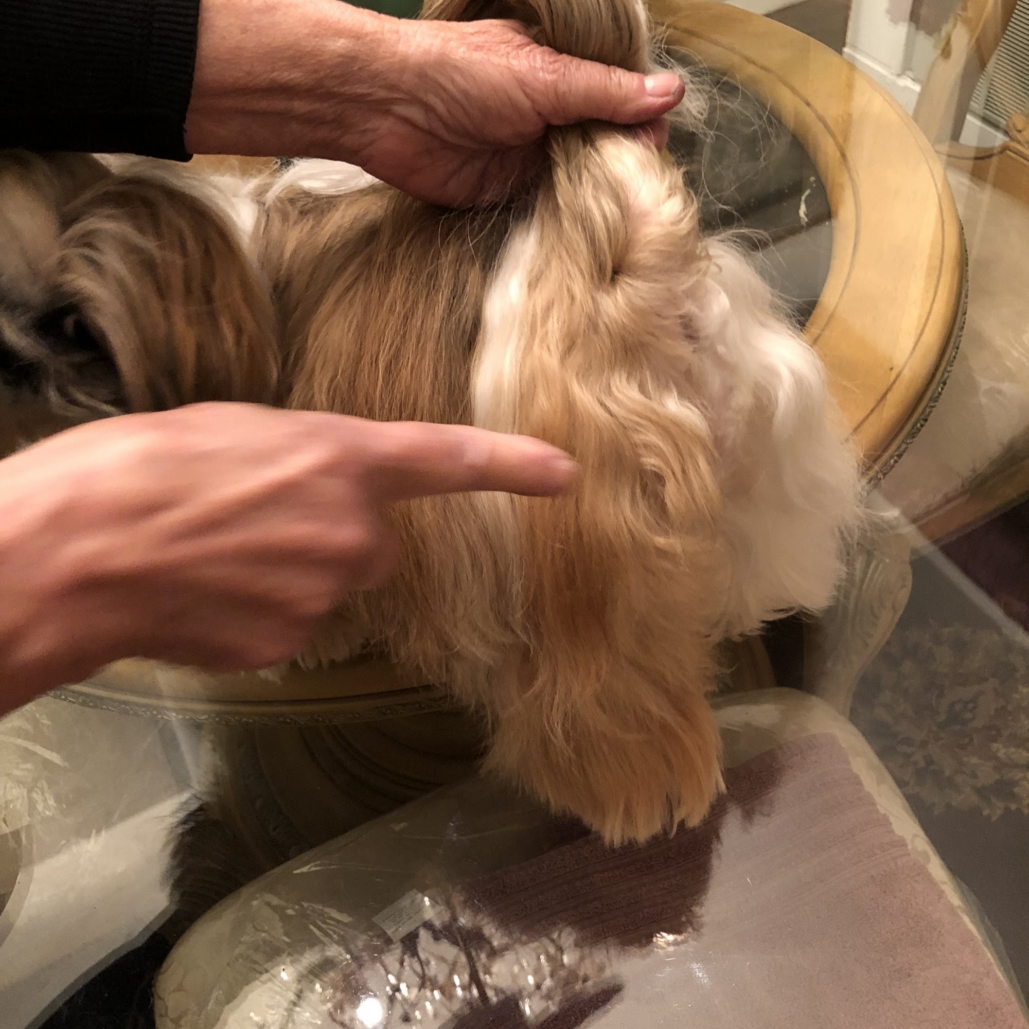 Grooming By Rudy Colonia