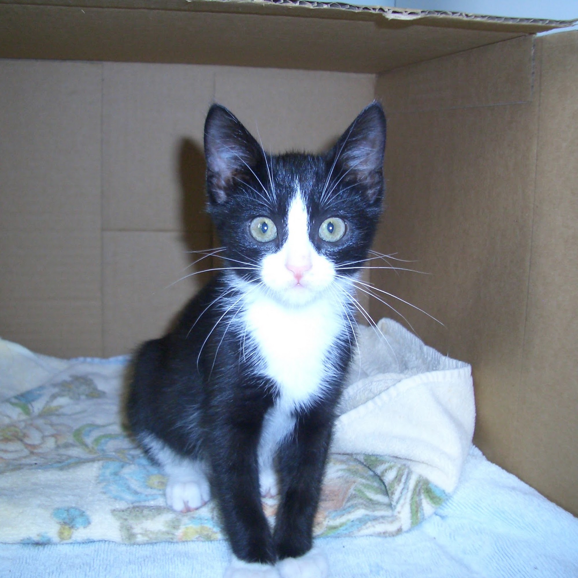 Colts Neck Animal Clinic Colts Neck