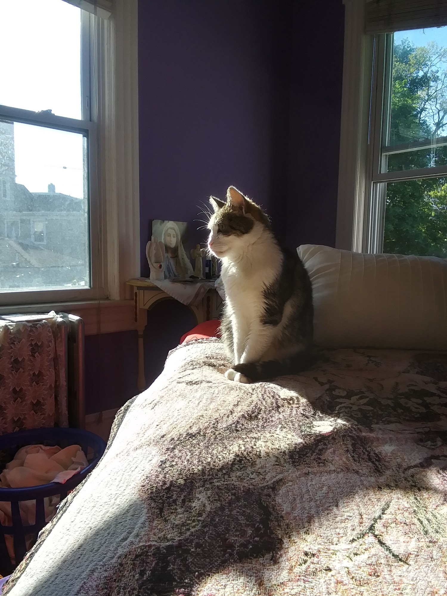 Colts Neck Animal Clinic Colts Neck