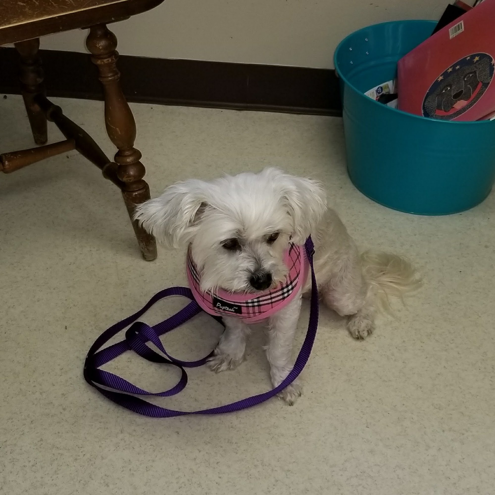 Colonial Animal Hospital Colts Neck