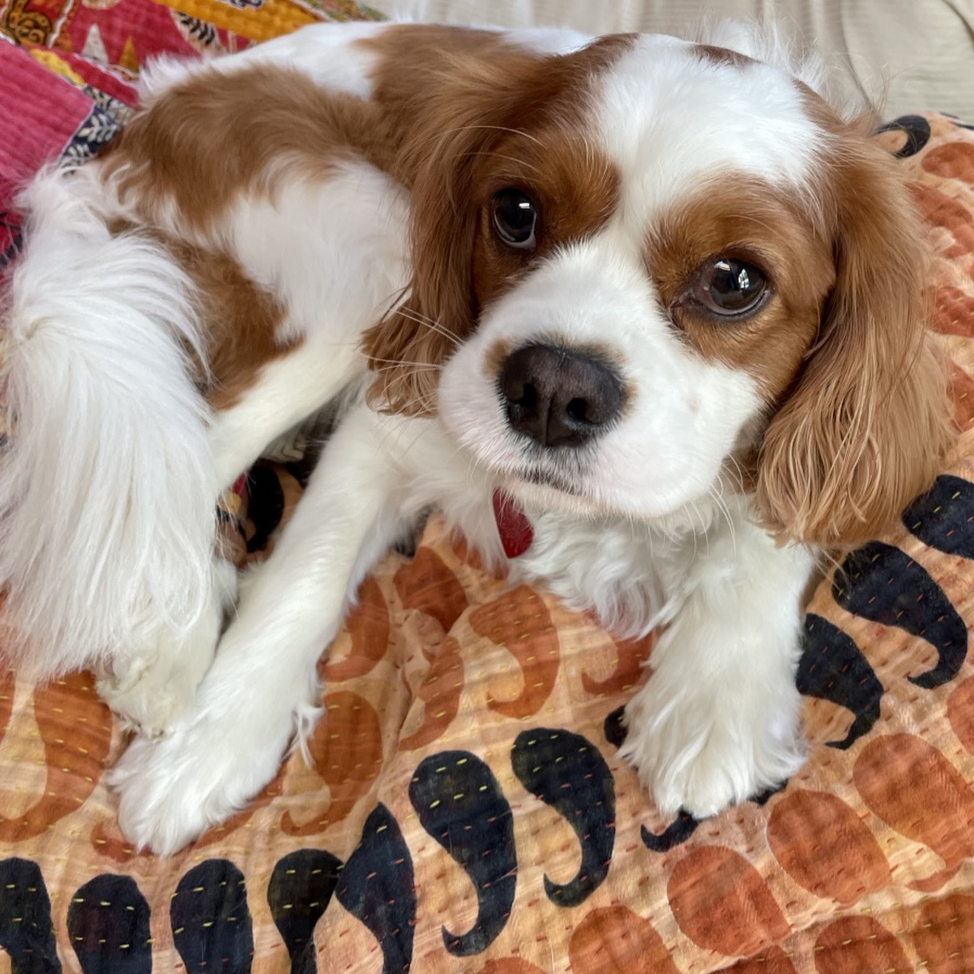 Manziano Rosemary DVM Colts Neck