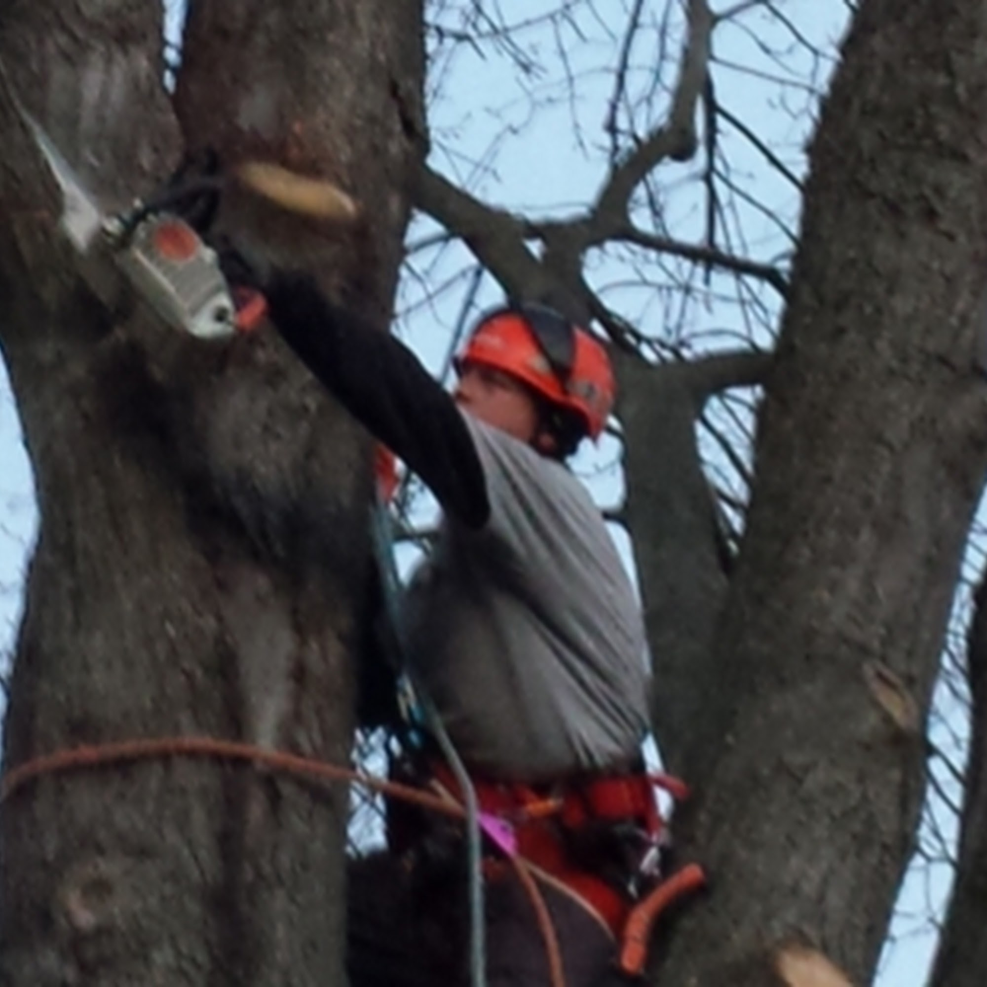 GSF Tree Specialist and Property Management