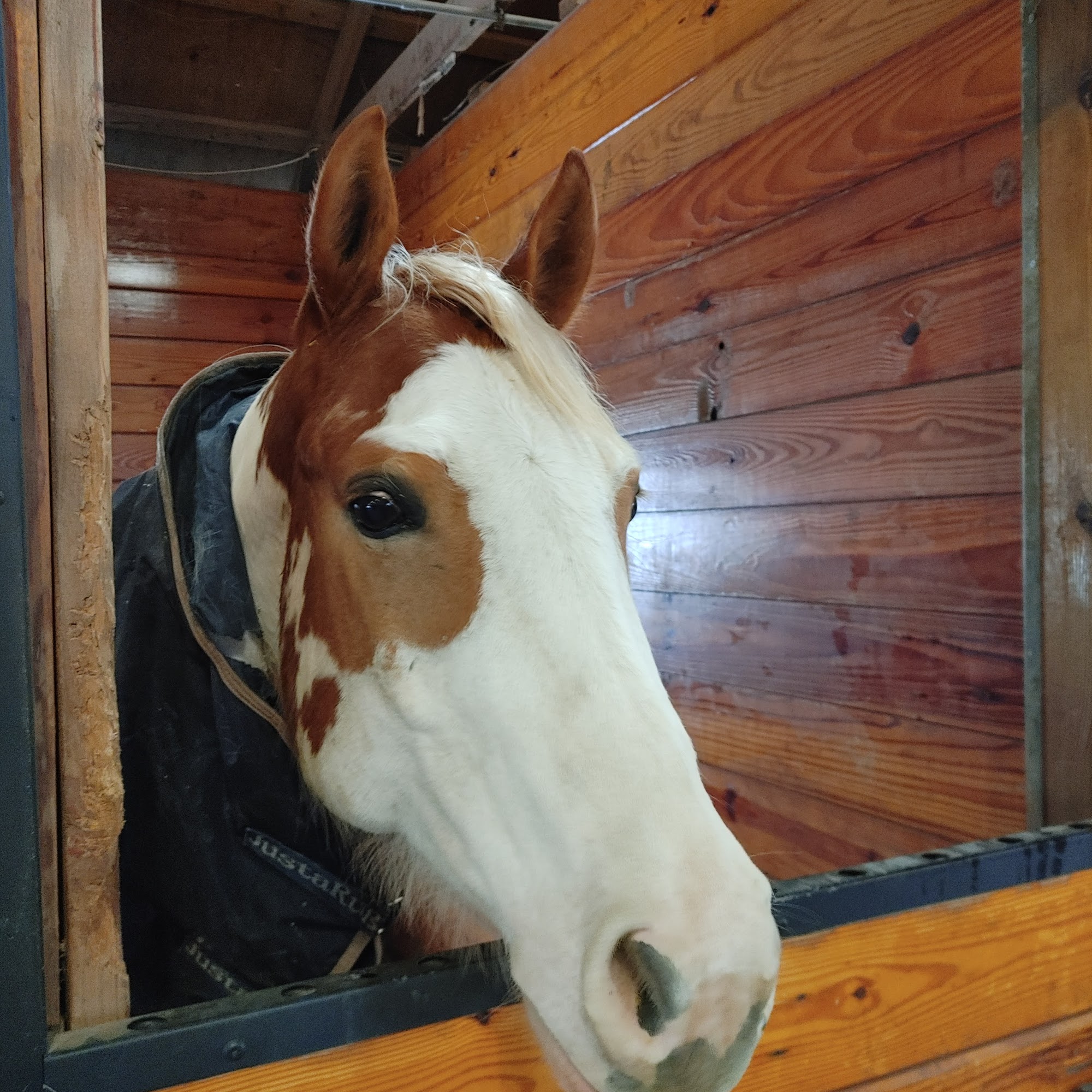 Walnridge Equine Clinic Cream Ridge