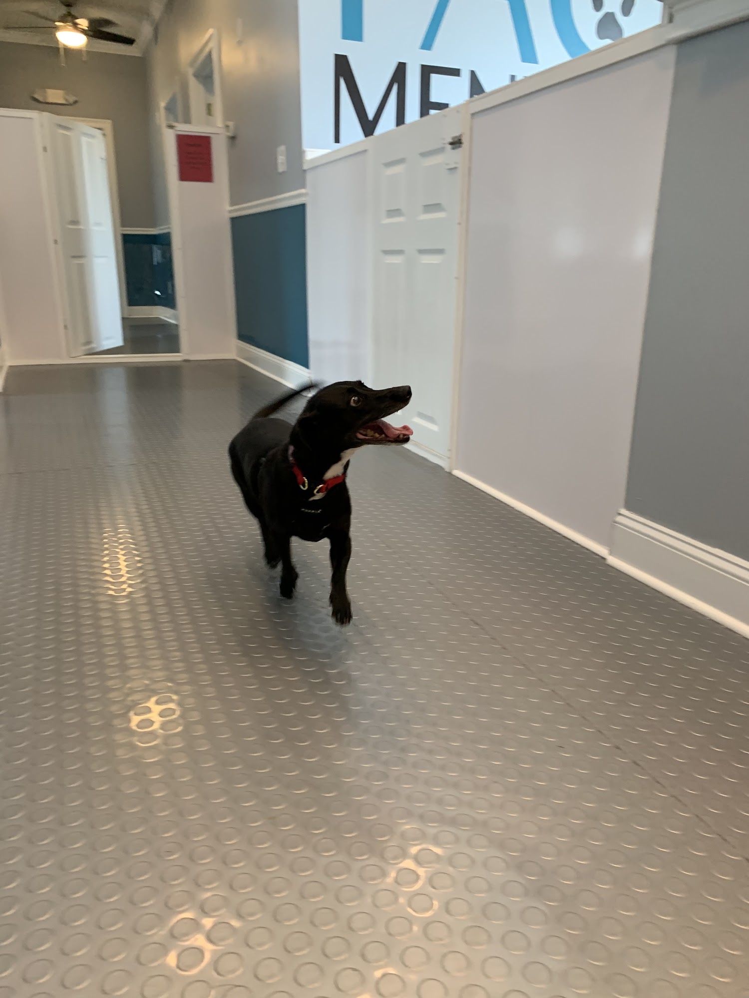 Pack Mentality, LLC Dover