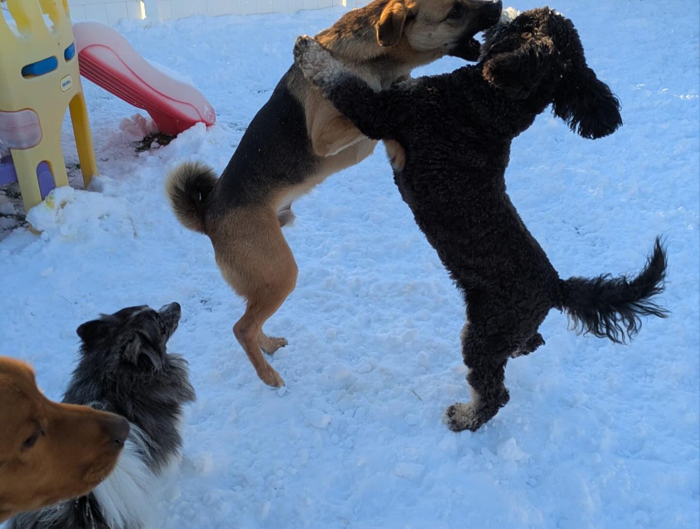 Pack Mentality, LLC Dover