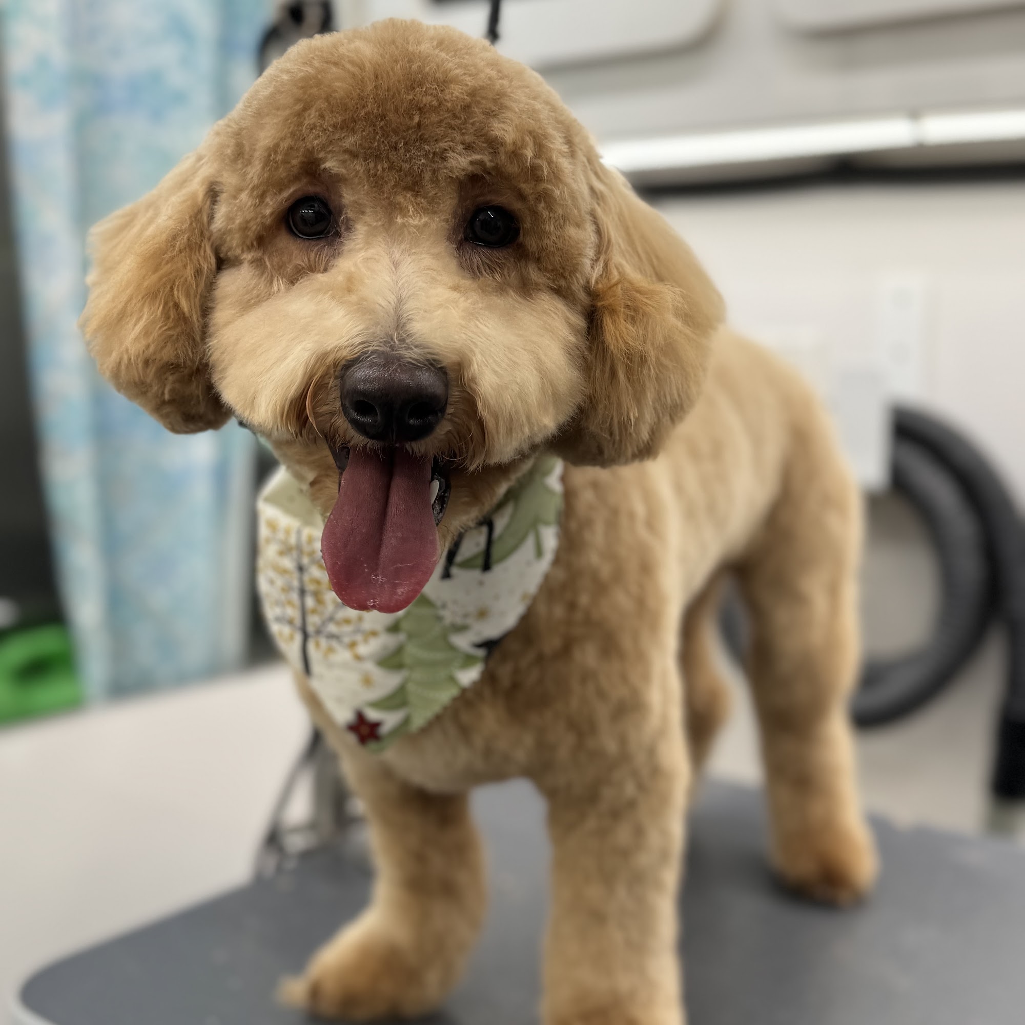 Somethin' To Wag About Dumont