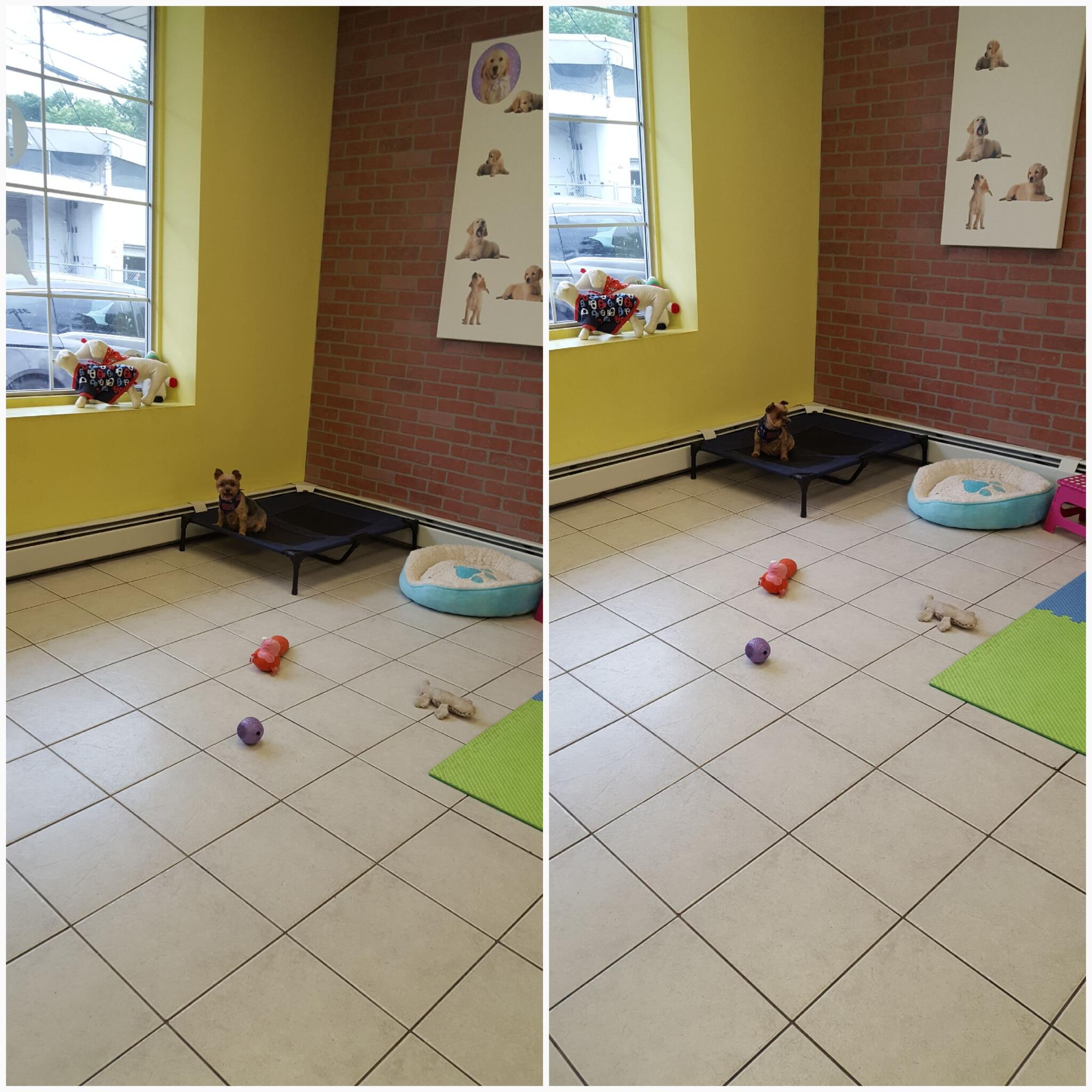 Doggies' Den Grooming Dumont