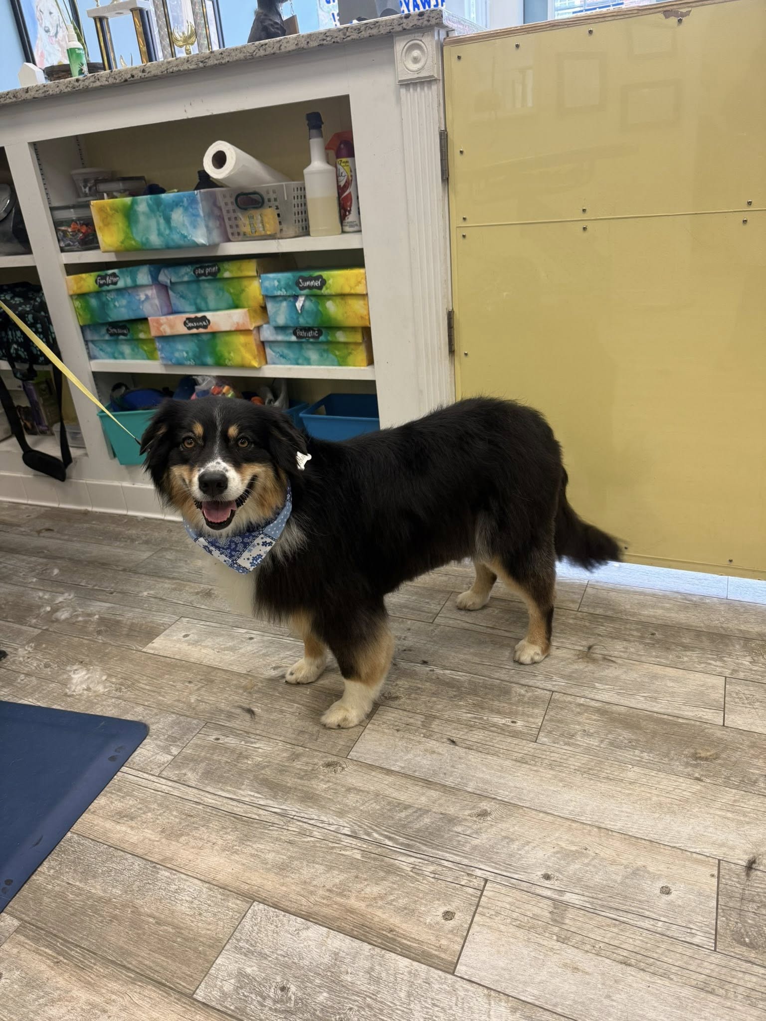 Kathy's Top Dog Salon Dunellen