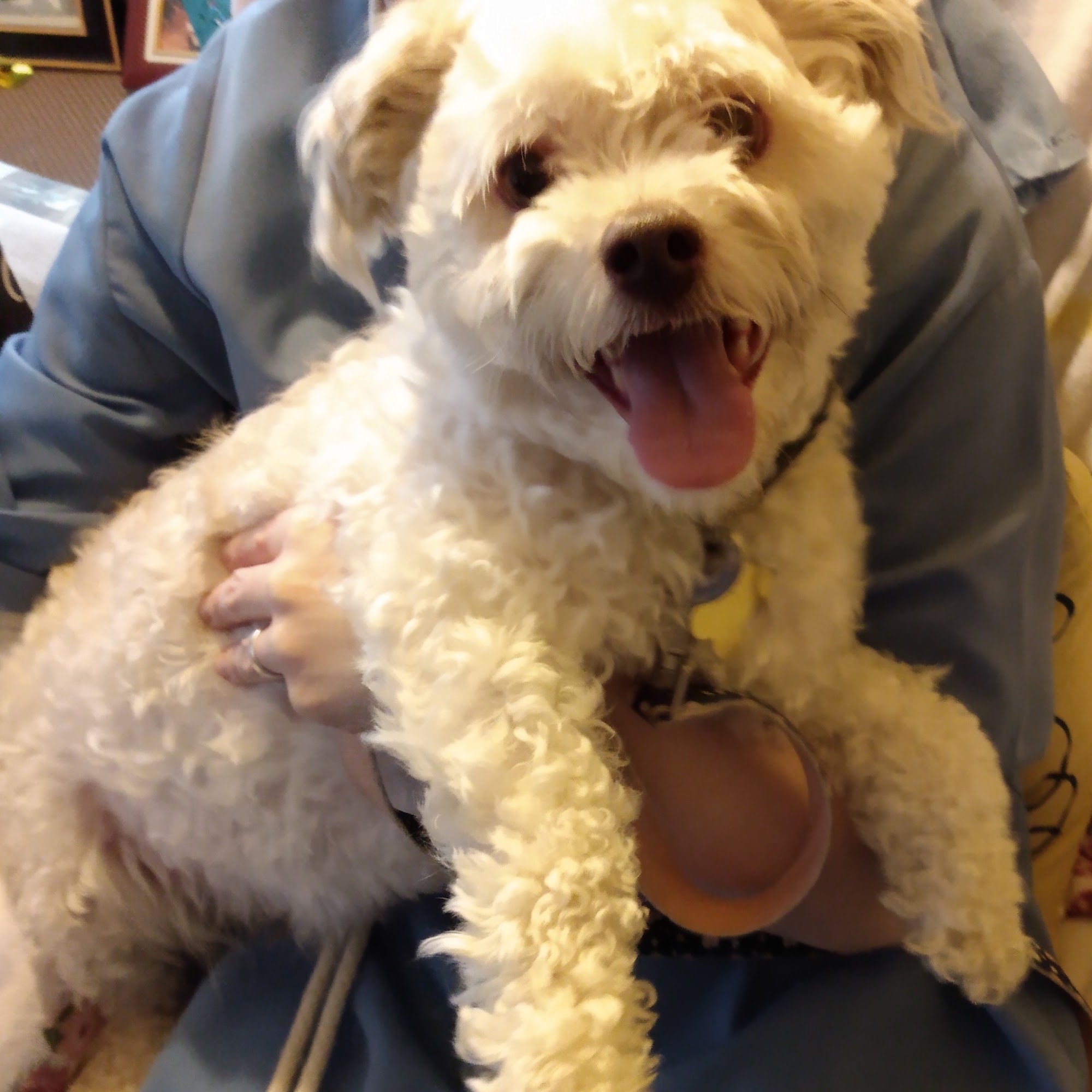 Animal Rescue Force East Brunswick