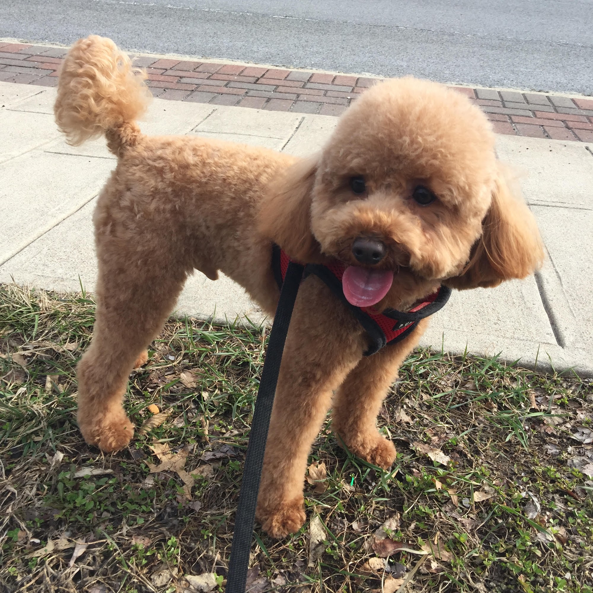 Ruff to Fluff Pet Spa East Hanover