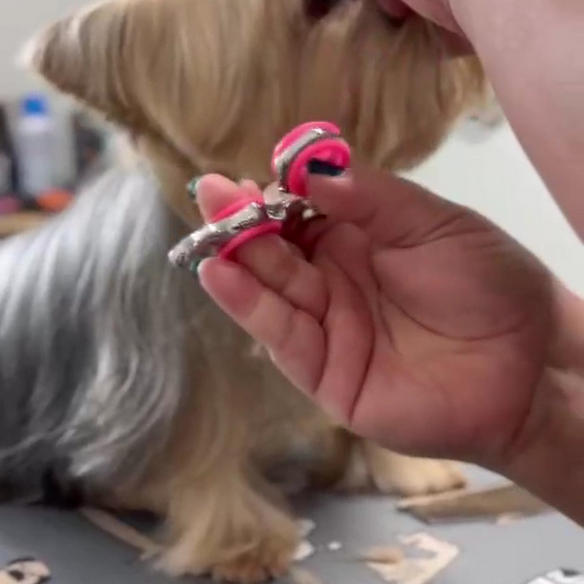 A Doghouse Grooming Salon East Rutherford