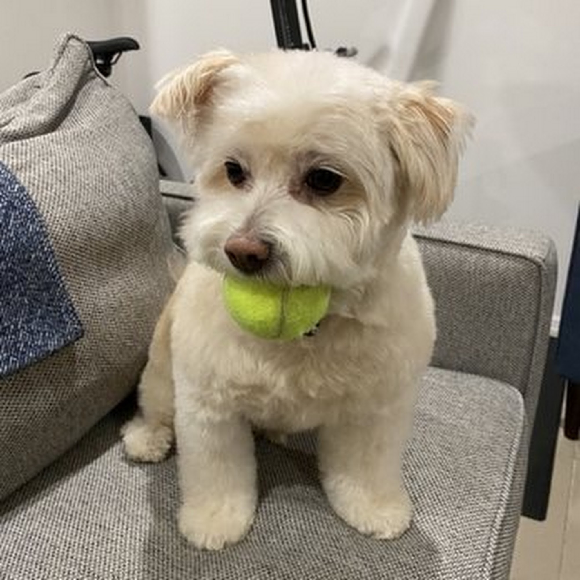 Wet Nose Pet Grooming East Rutherford