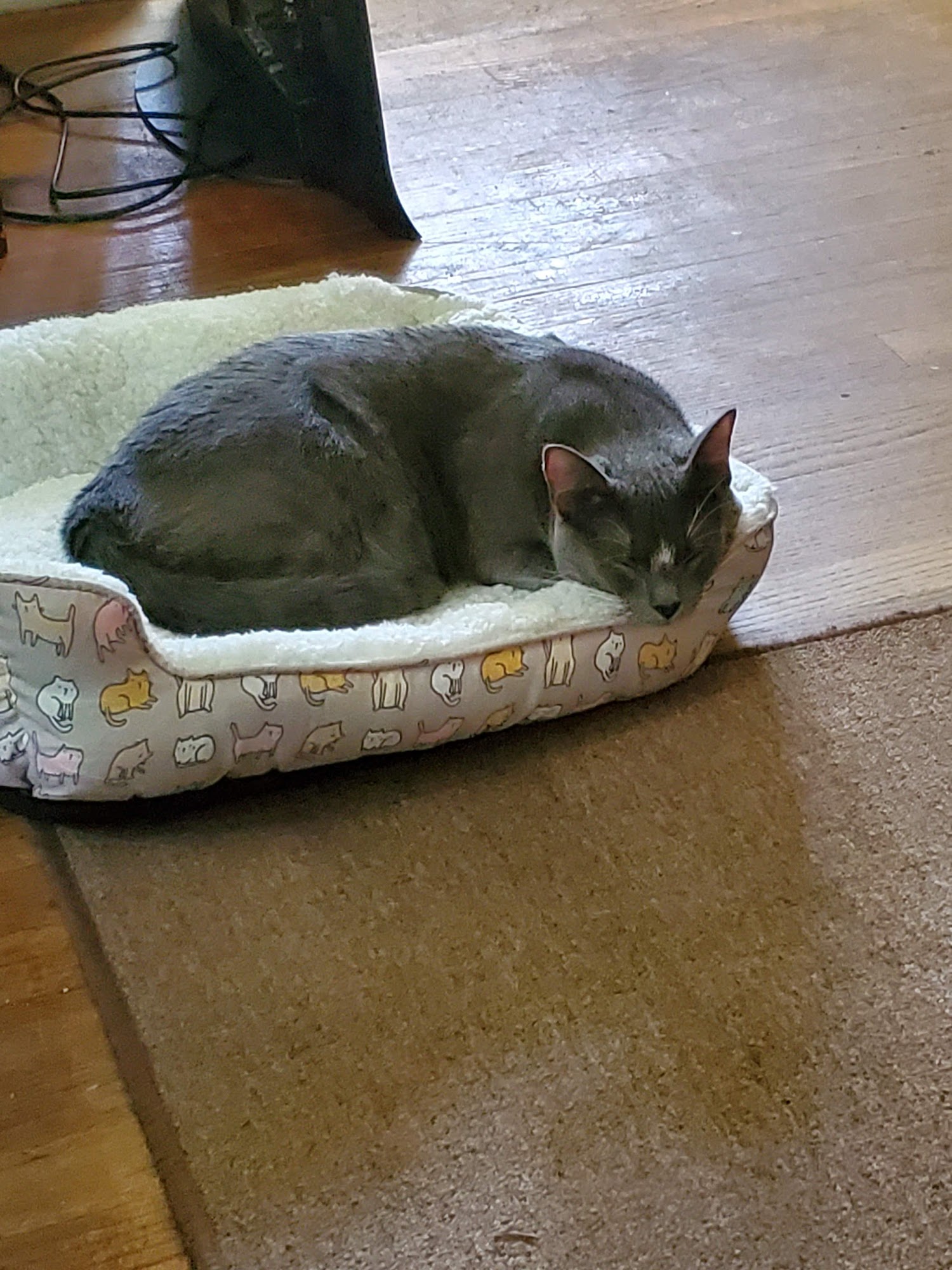 Raritan Animal Hospital Edison