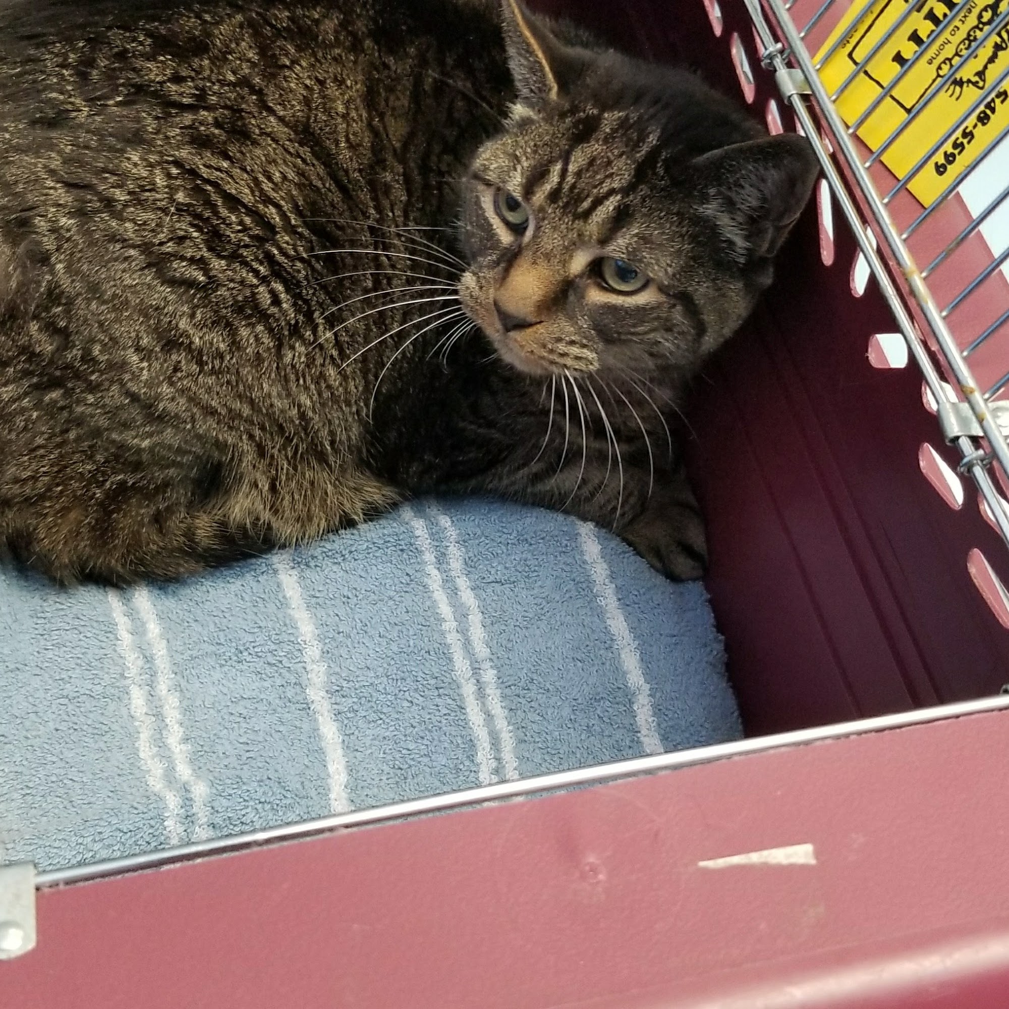 Just Cats Veterinary Care Edison