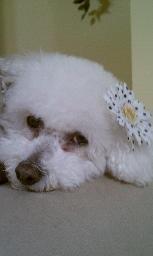 Doorway to Heaven Pet Euthanasia Veterinary Housecalls Egg Harbor