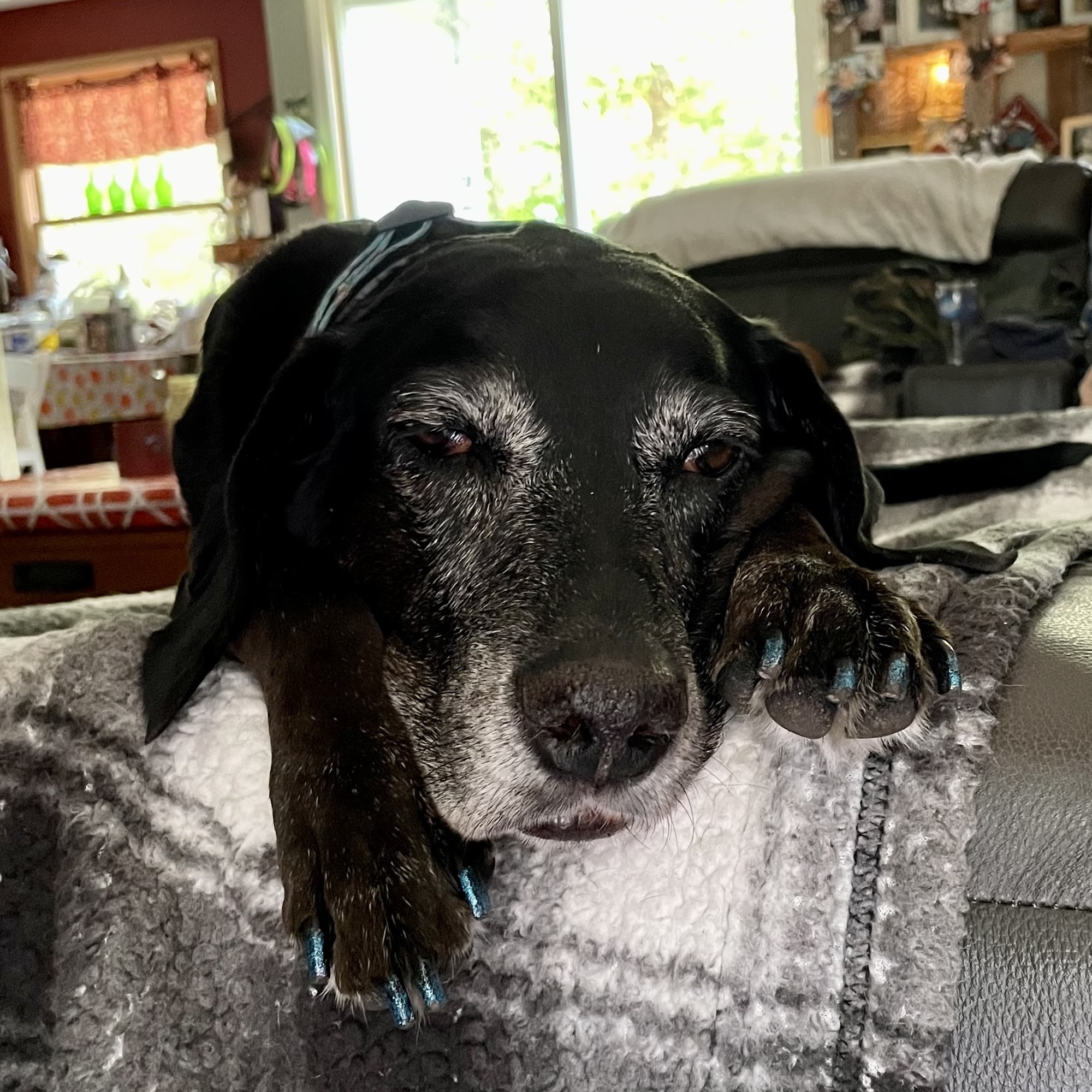 Doorway to Heaven Pet Euthanasia Veterinary Housecalls Egg Harbor