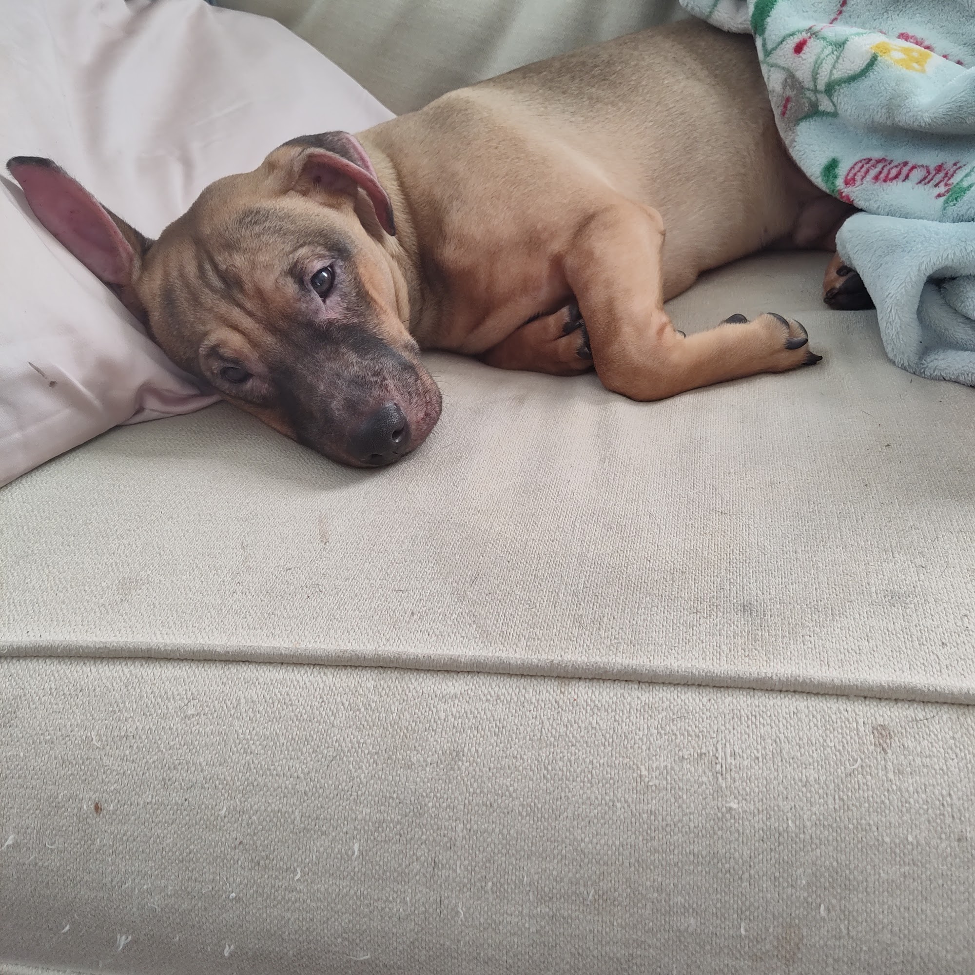 VIP Animal Hospital Elizabeth