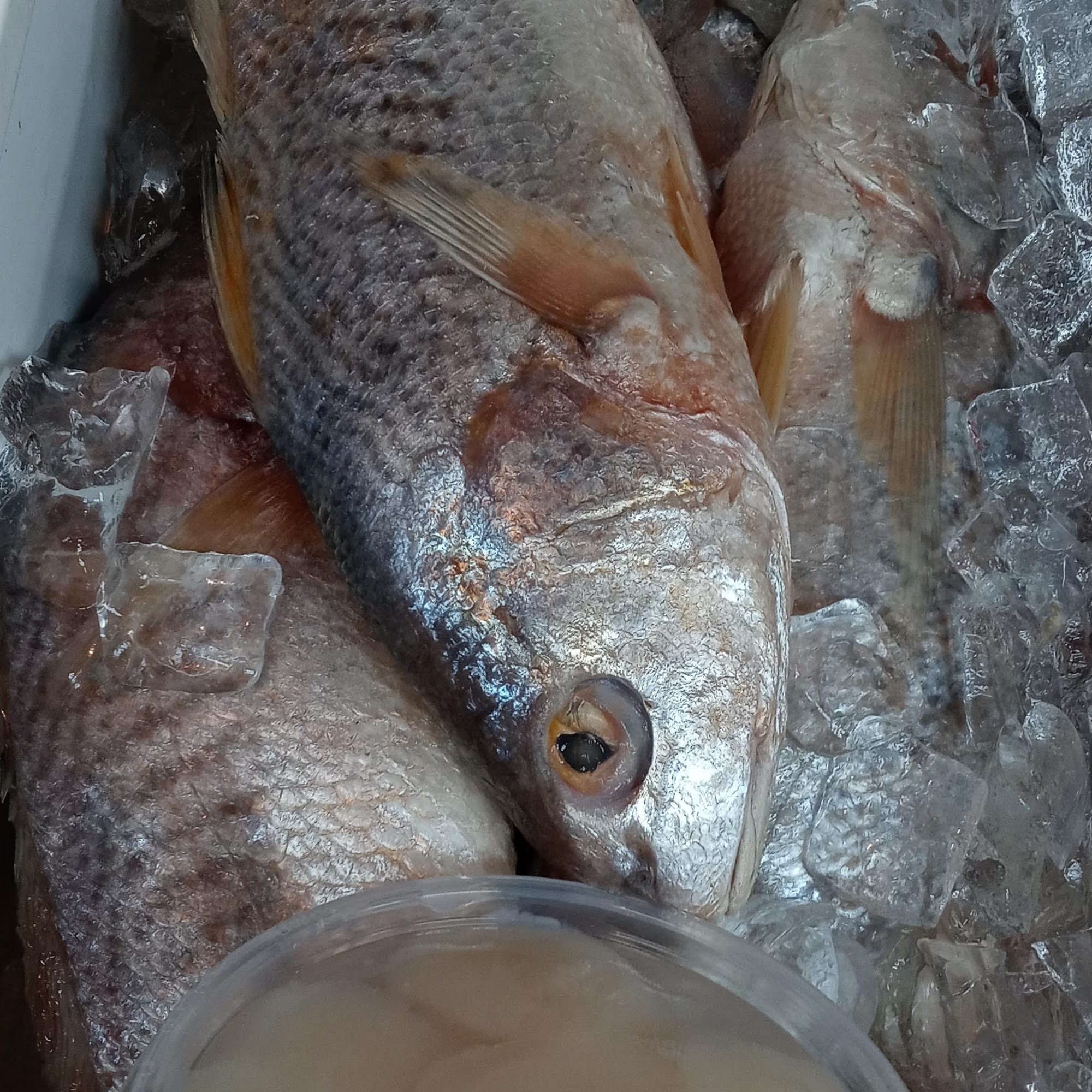 Gim Fish Market Elizabeth