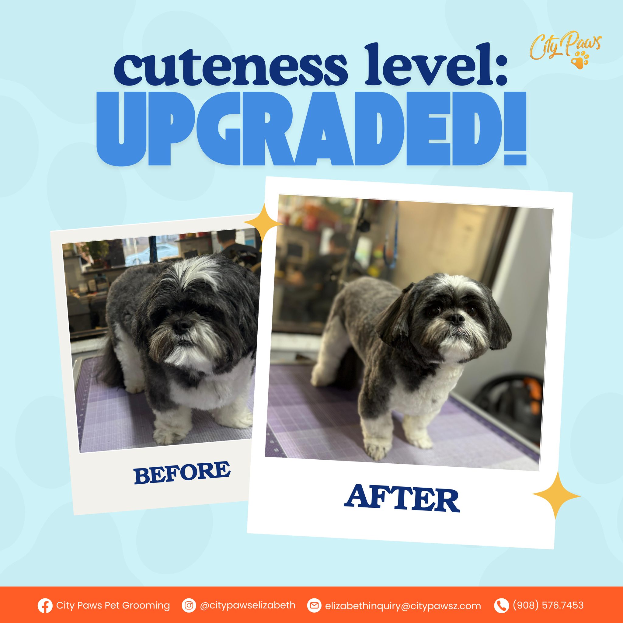 City Paws Pet Grooming Elizabeth