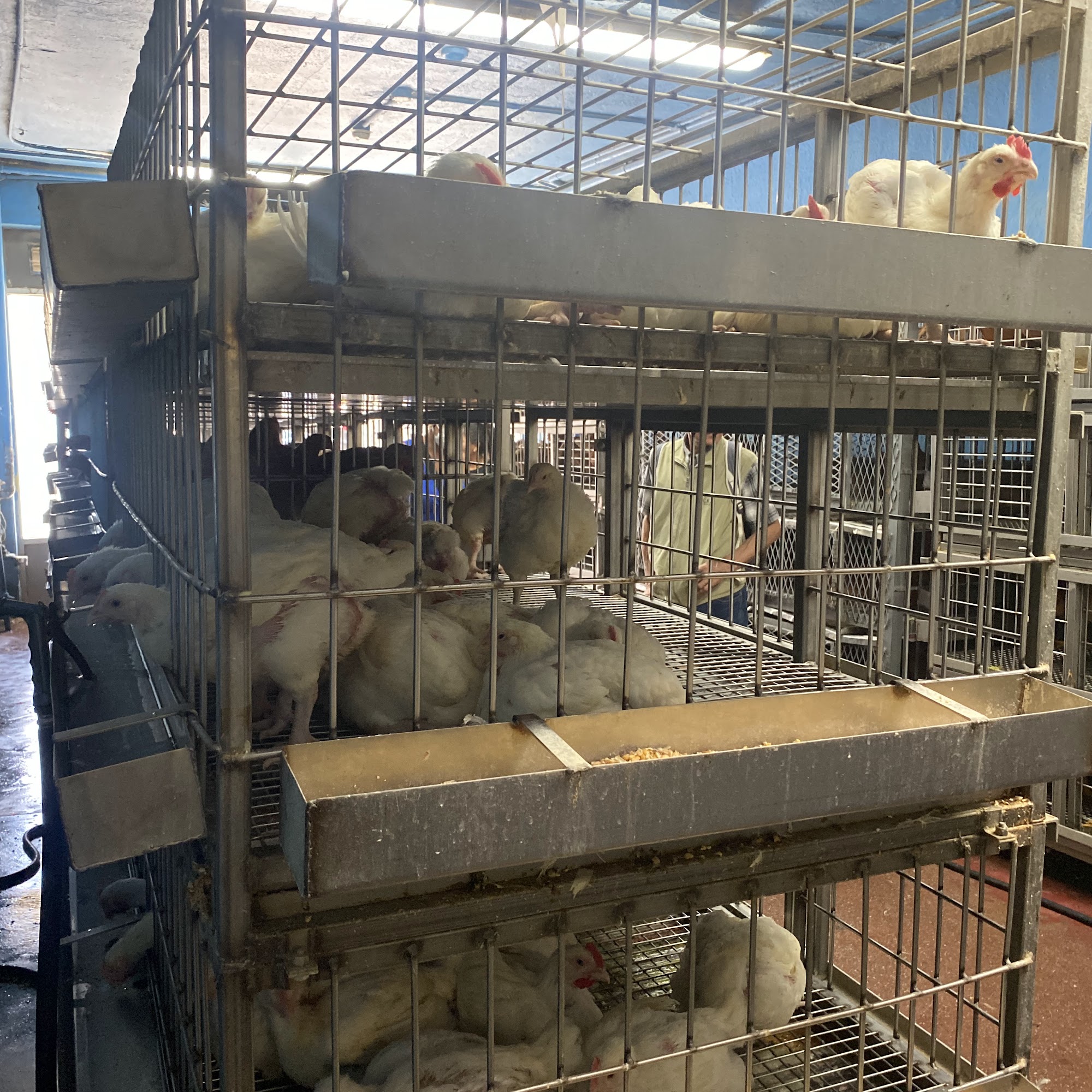 Navas Elizabeth Live Poultry Market Elizabeth