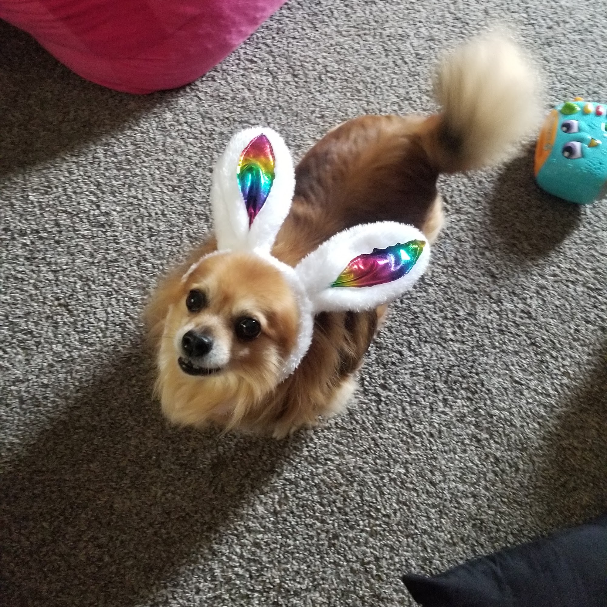 Stephens Robert P DVM Elmer