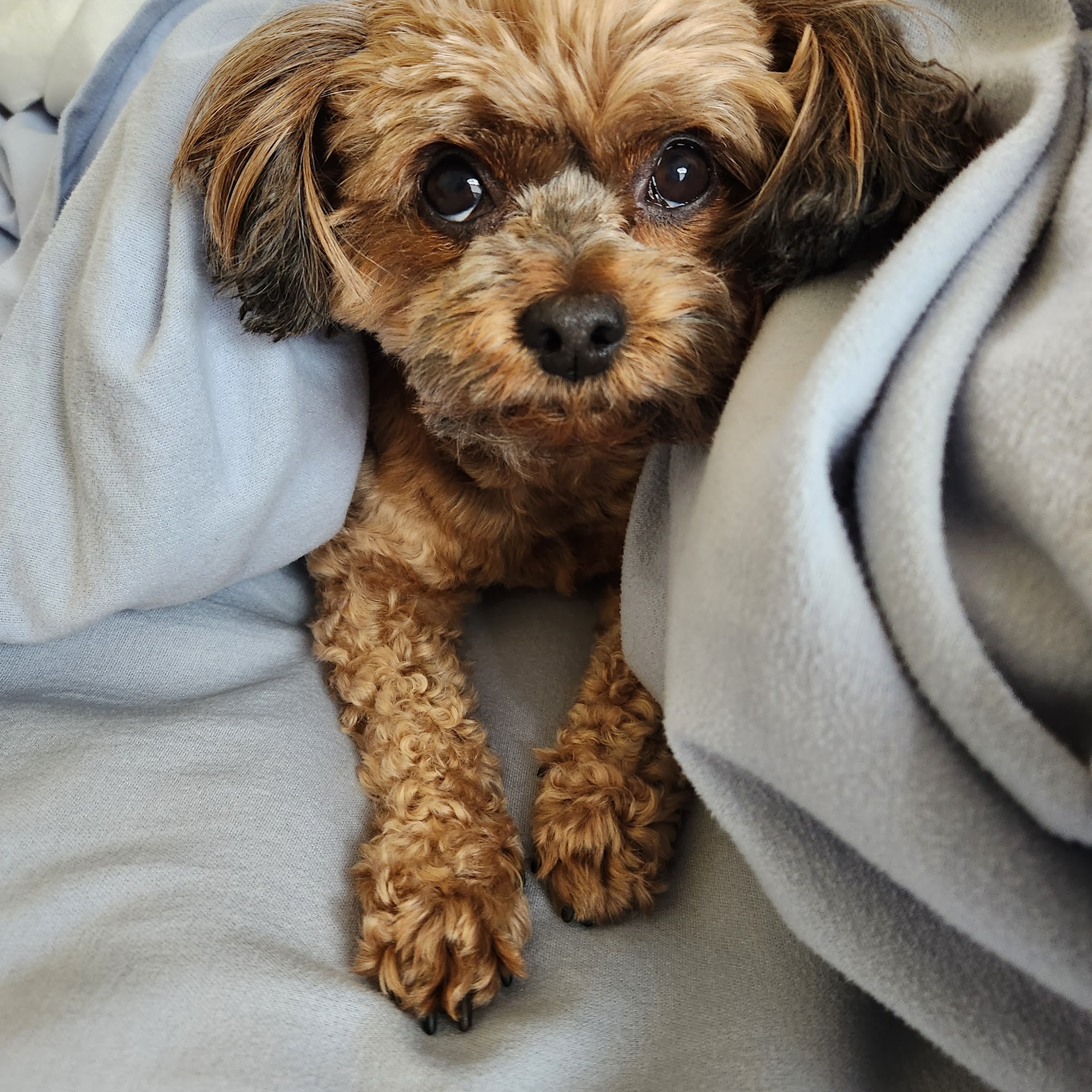 Healing Paws Veterinary Care Elmwood Park