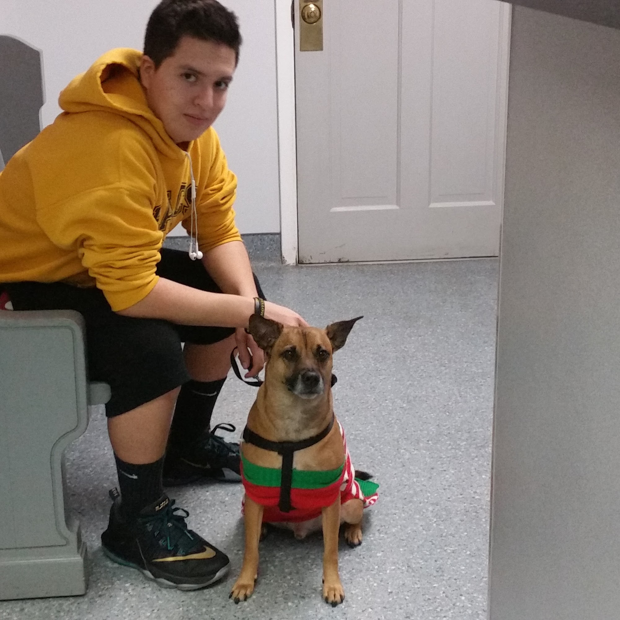 Emerson Animal Hospital Emerson