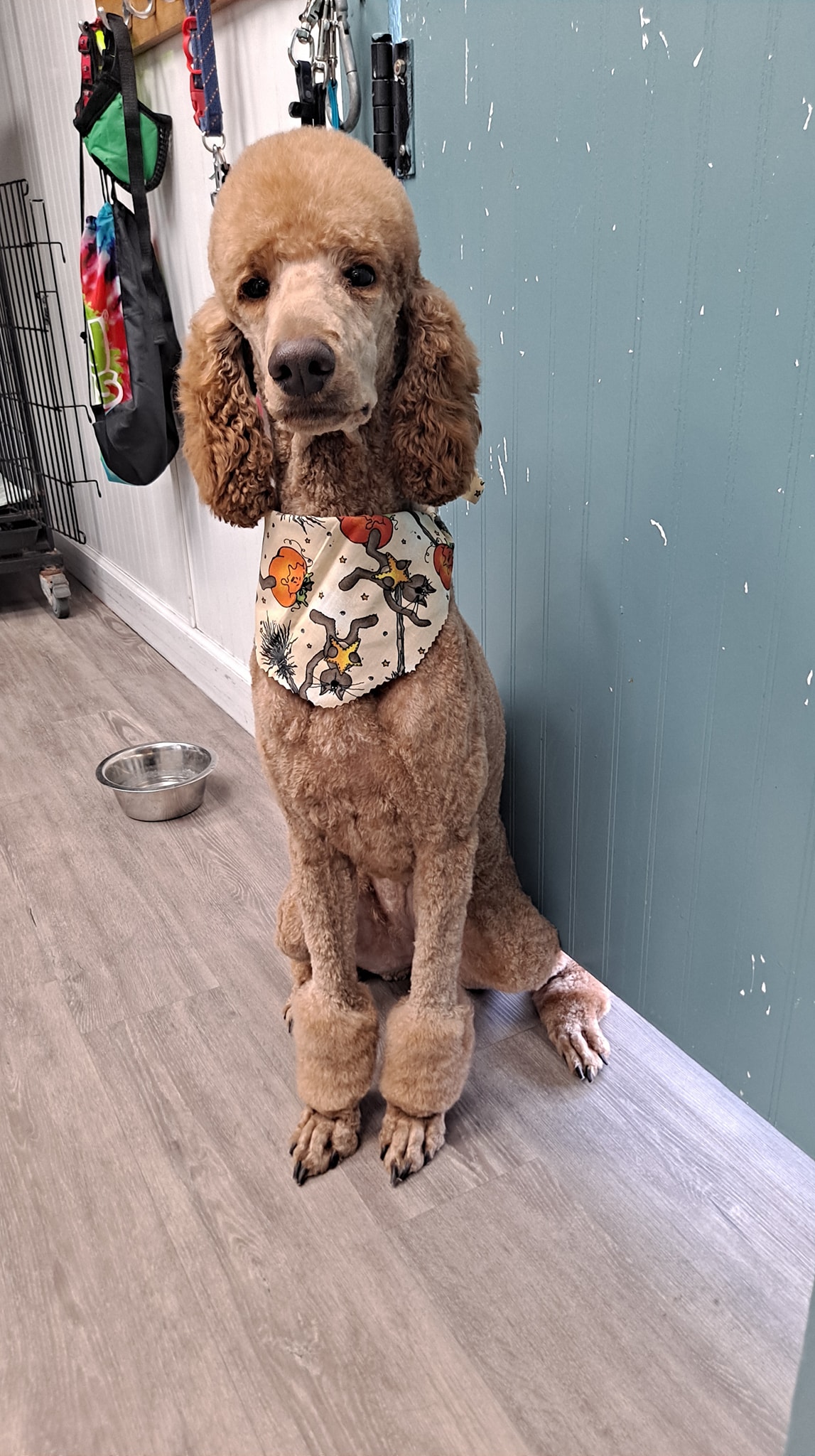 Handsome Hound Emerson