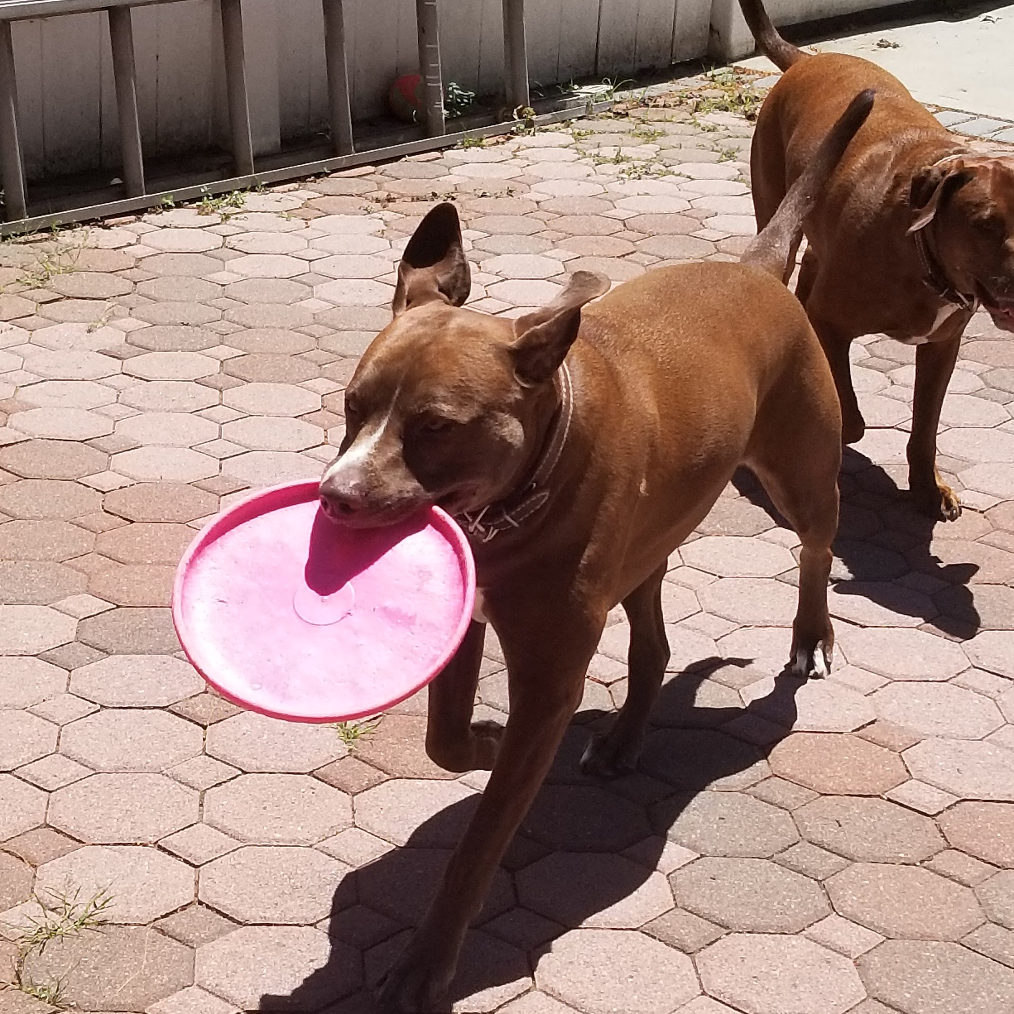 Englewood Veterinary Center Englewood